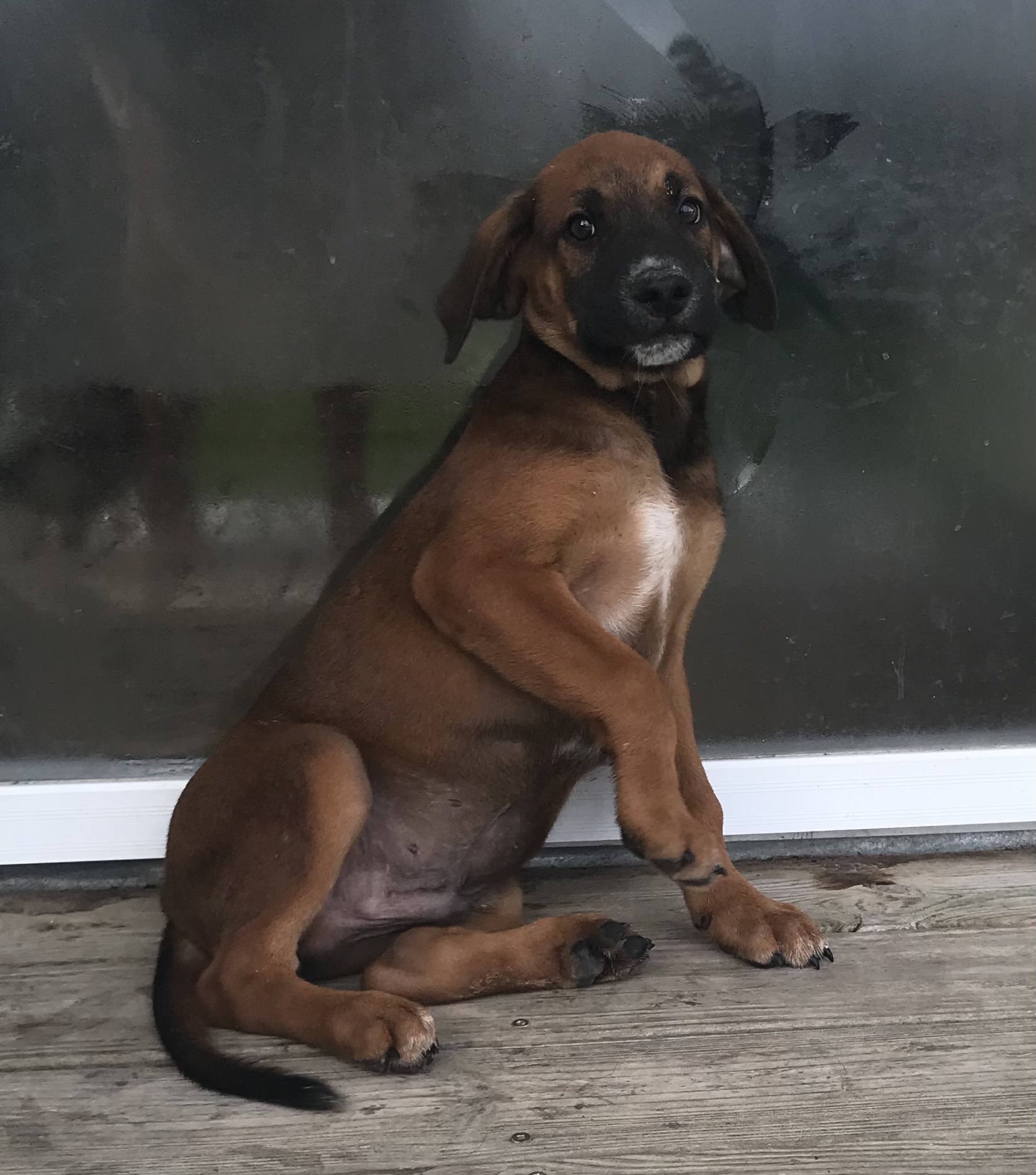 Blue healer/curr/lab