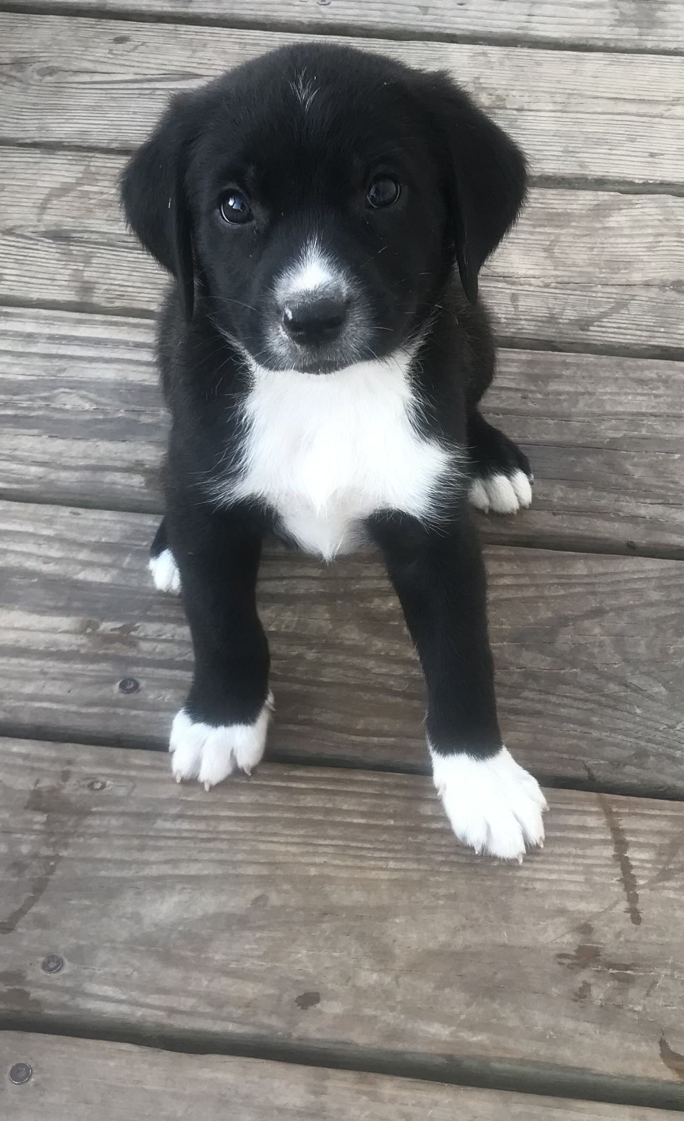 Blue healer/curr/lab