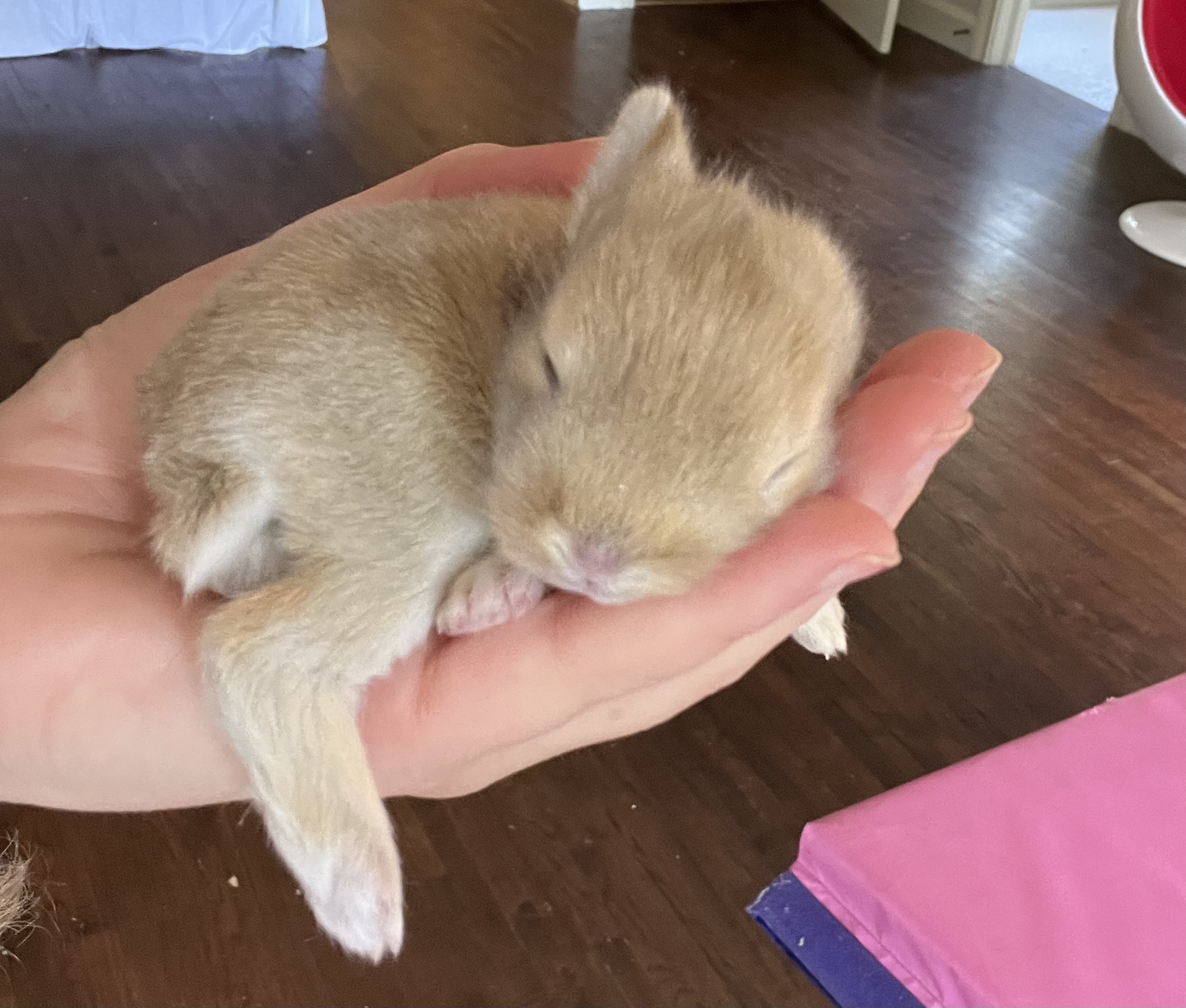 Lionhead baby bunnies