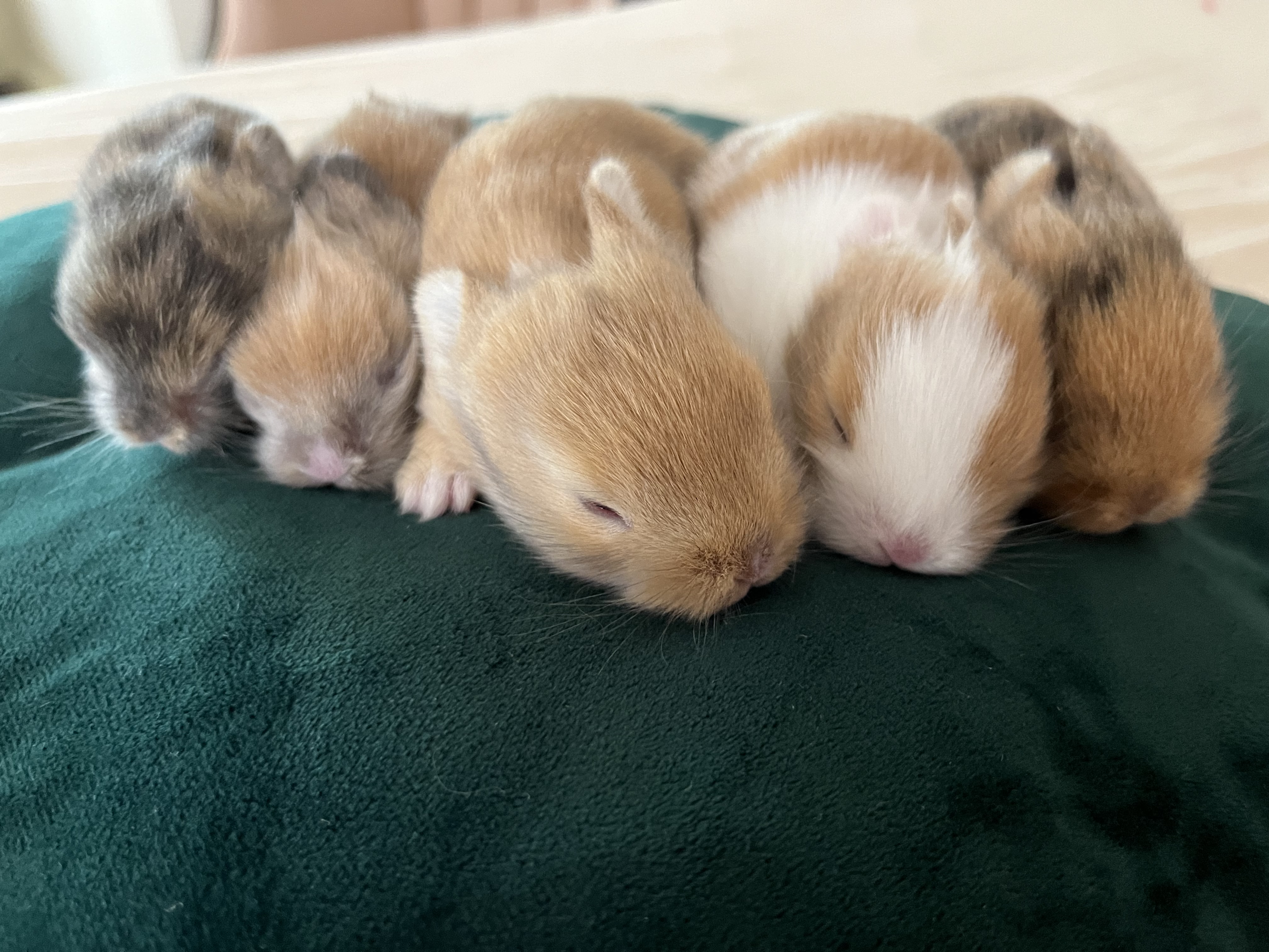 Lionhead baby bunnies