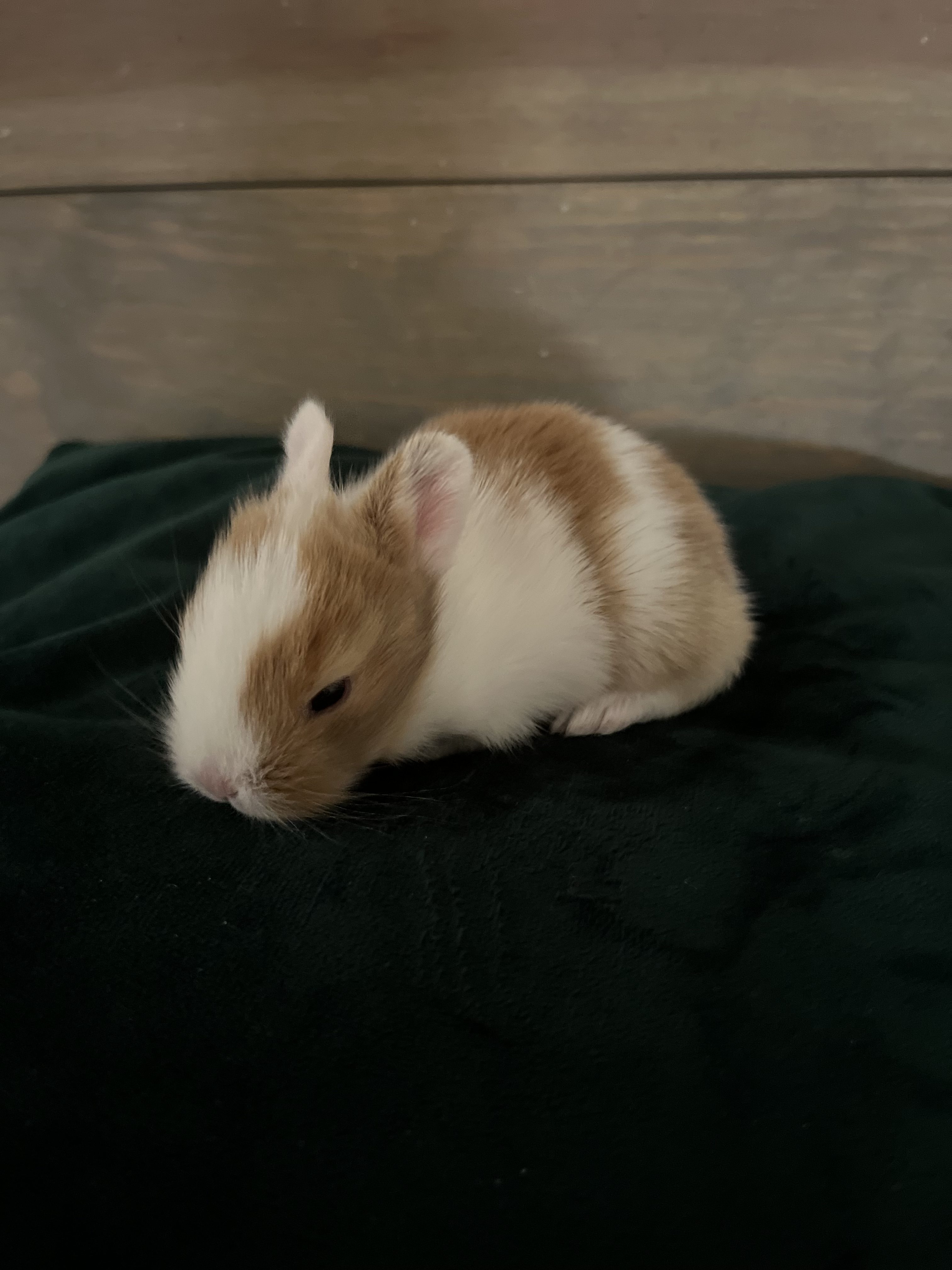 Lionhead baby bunnies