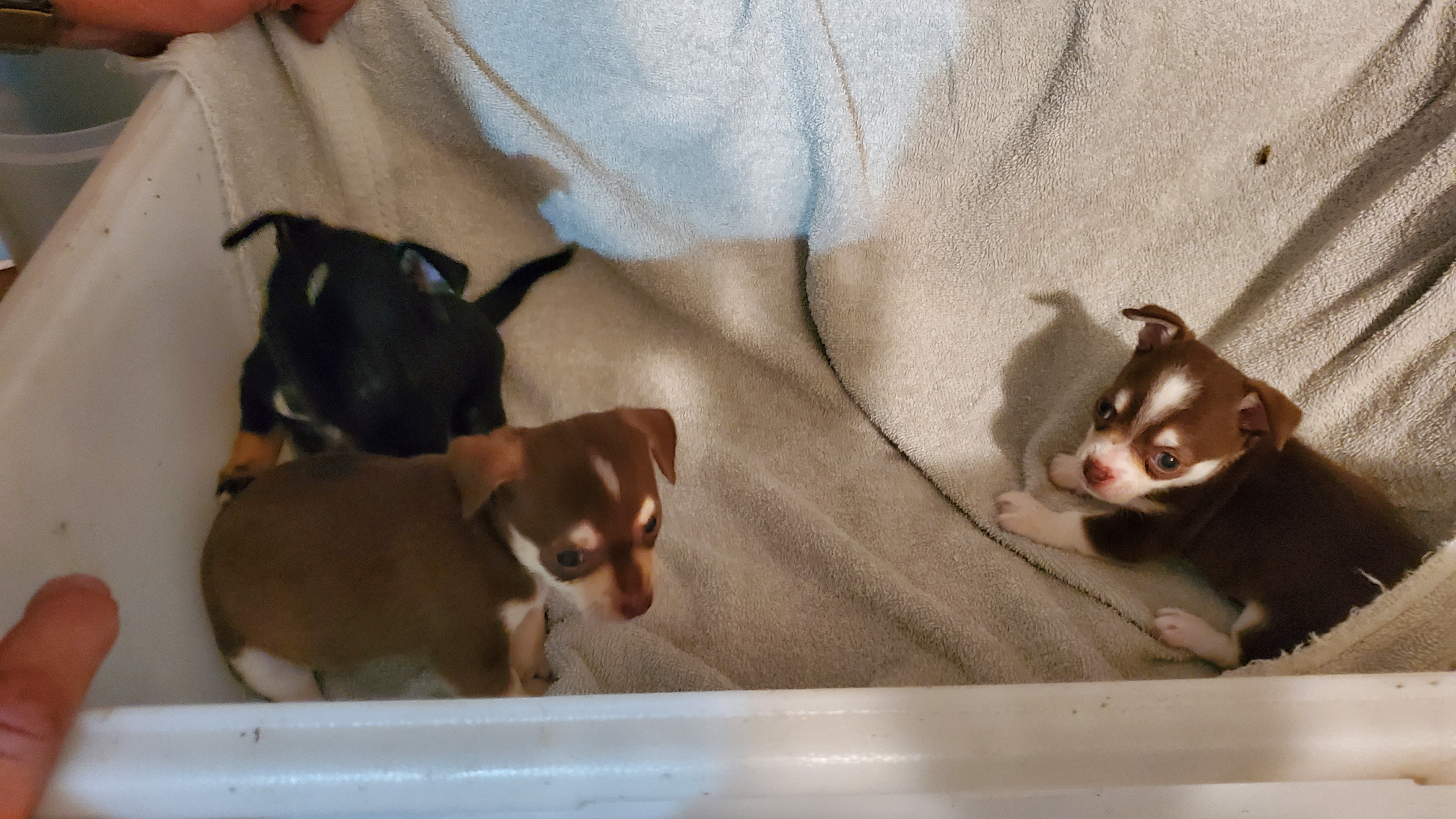 Private: Adorable chihuahuas