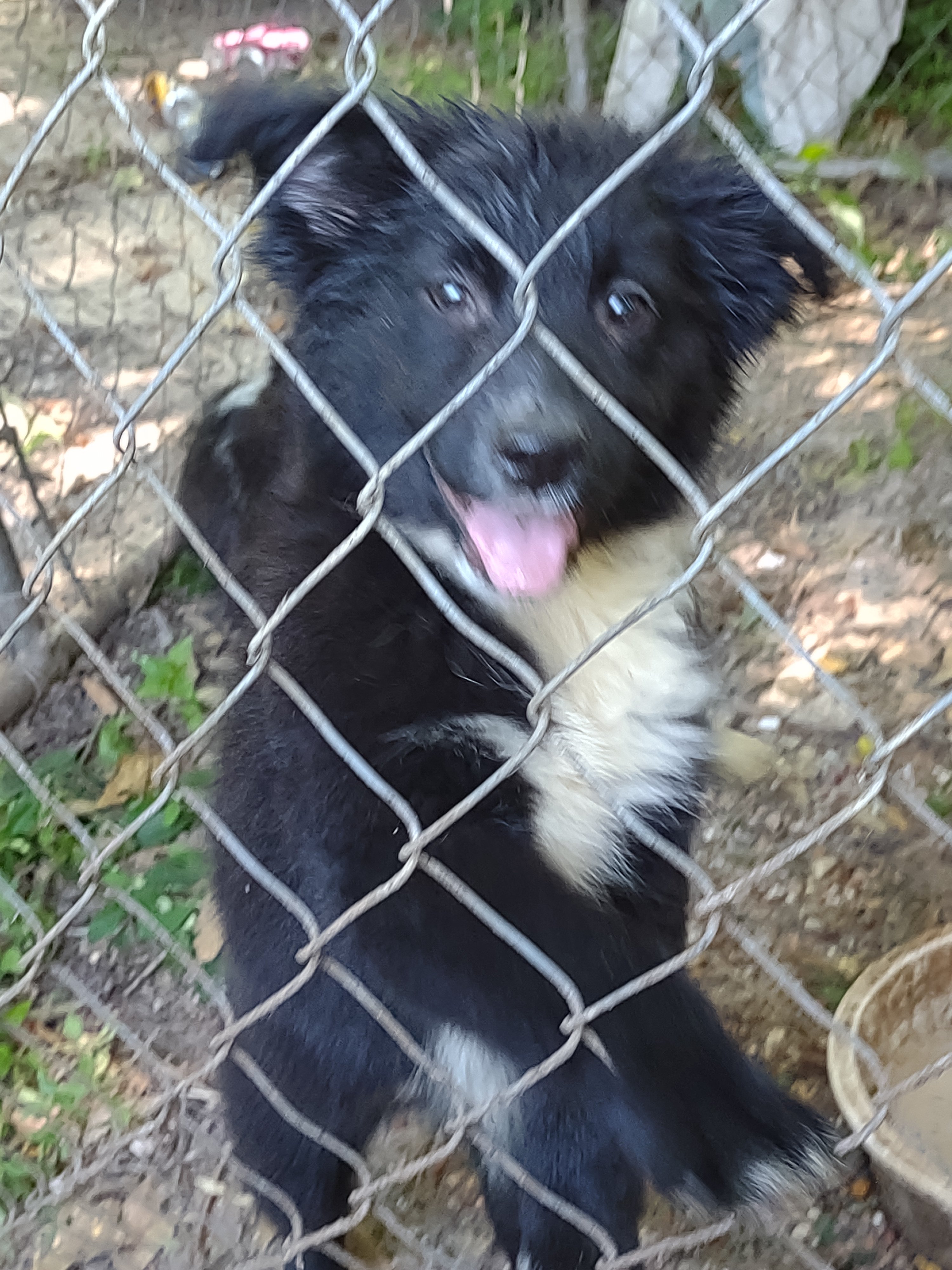 Unregistered Border Collie Puppies