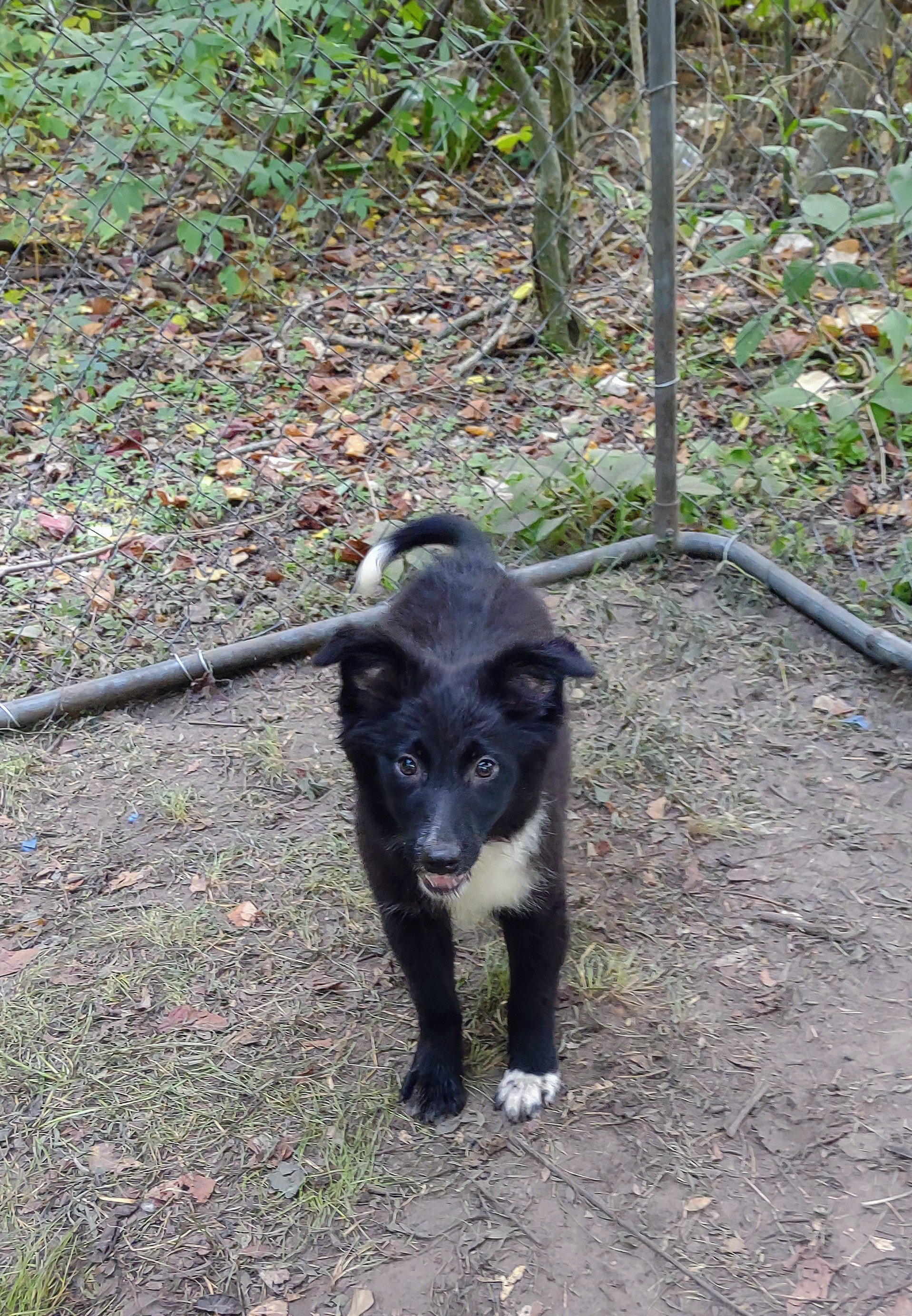 Unregistered Border Collie Puppies