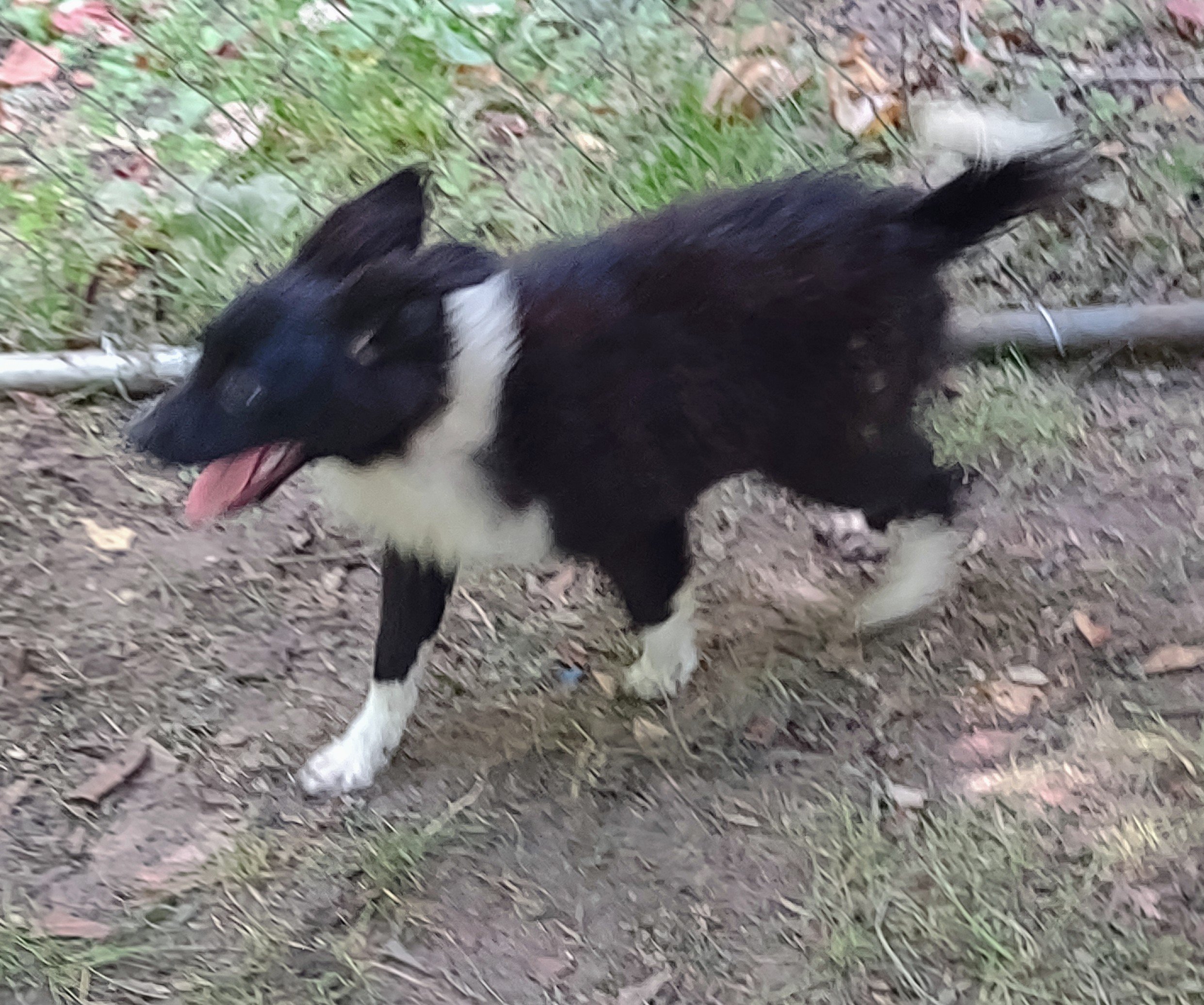 Unregistered Border Collie Puppies