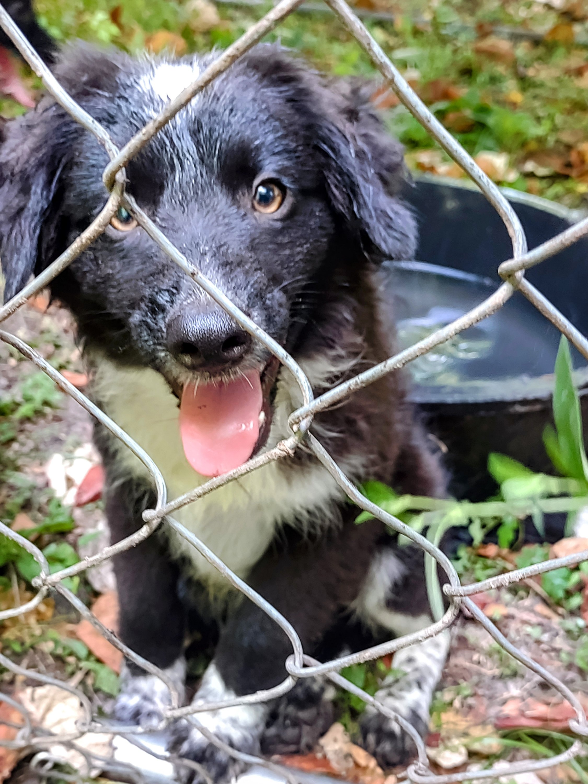 Unregistered Border Collie Puppies