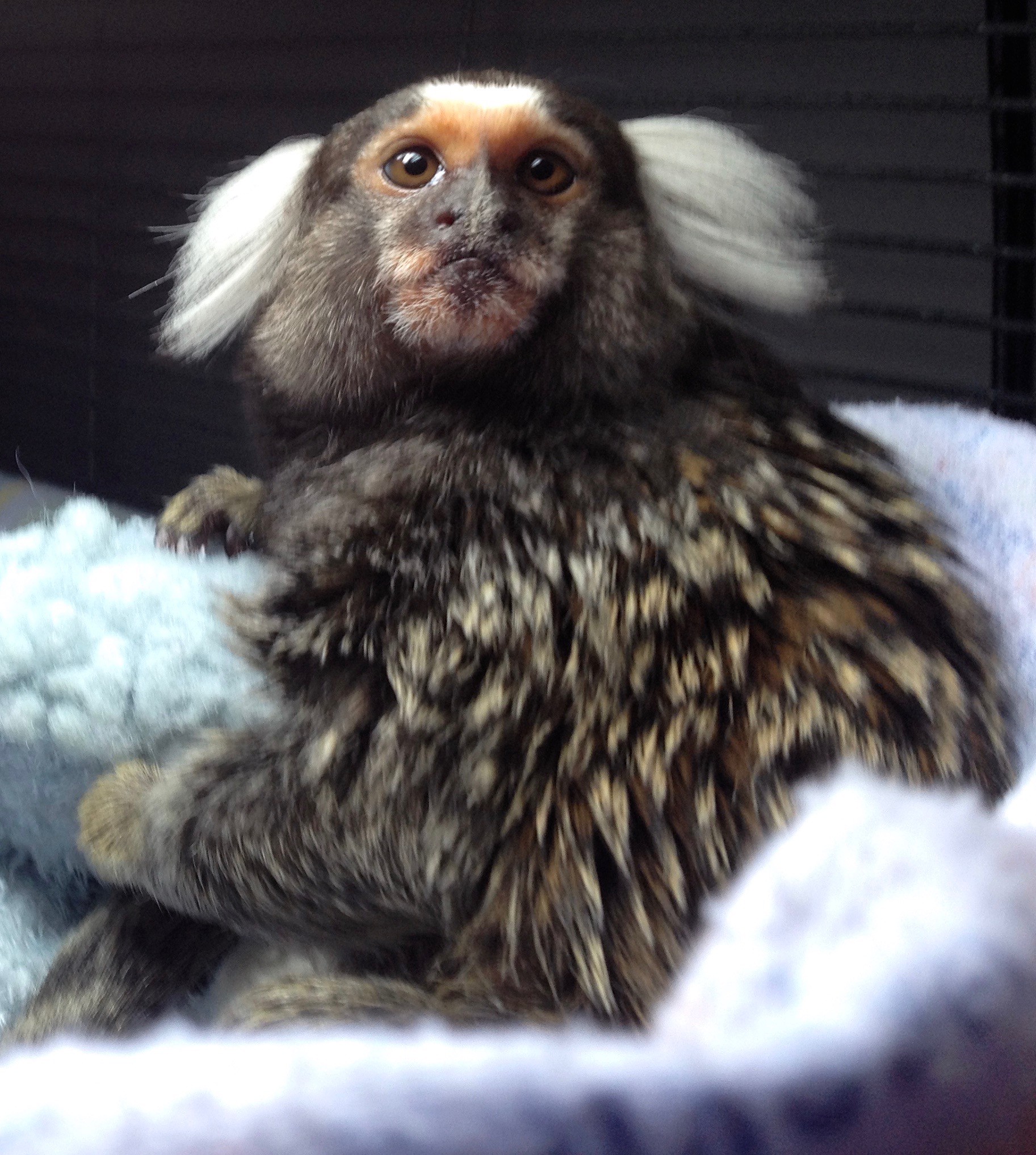 Adorable marmoset monkeys