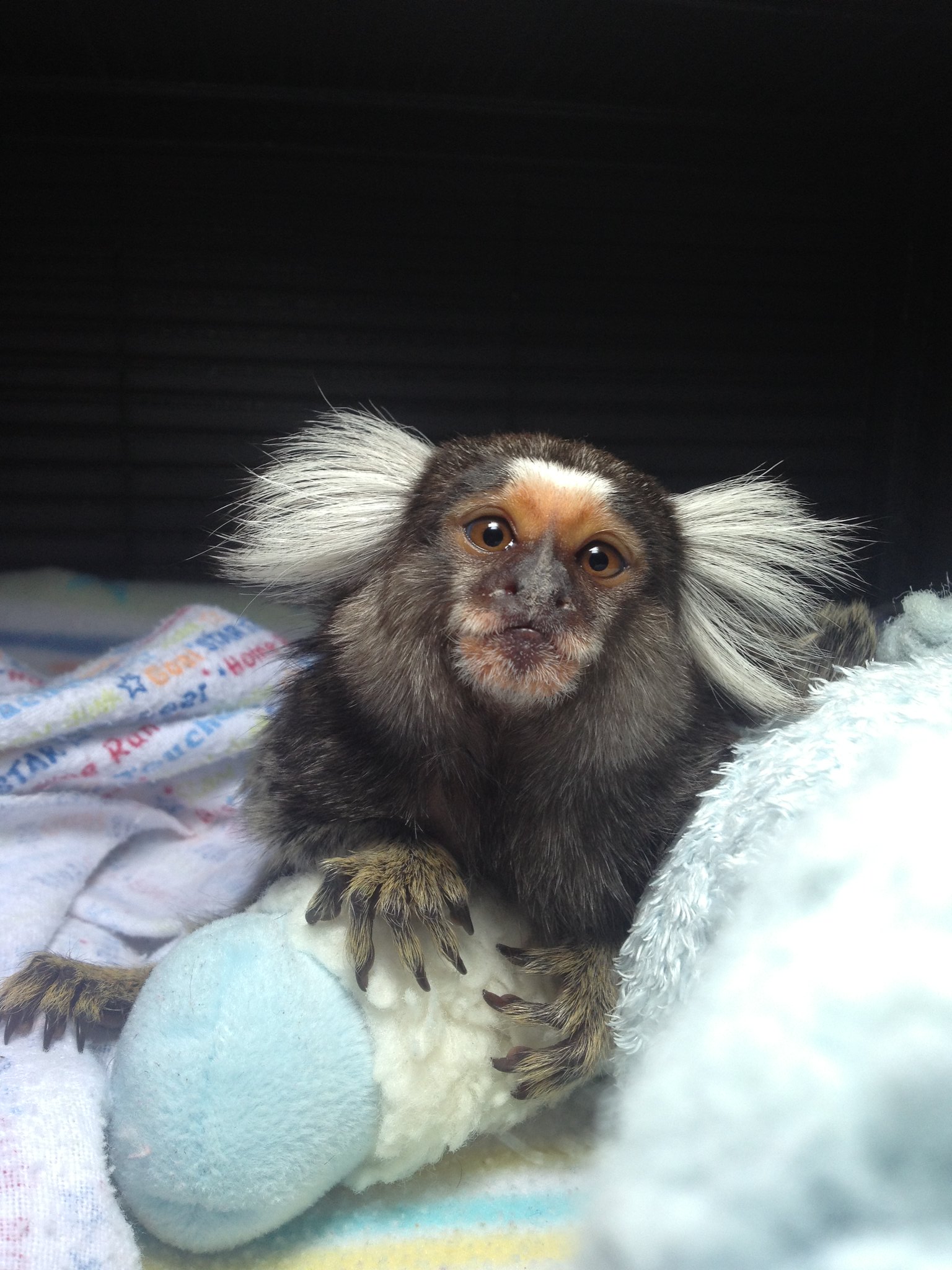 Adorable marmoset monkeys