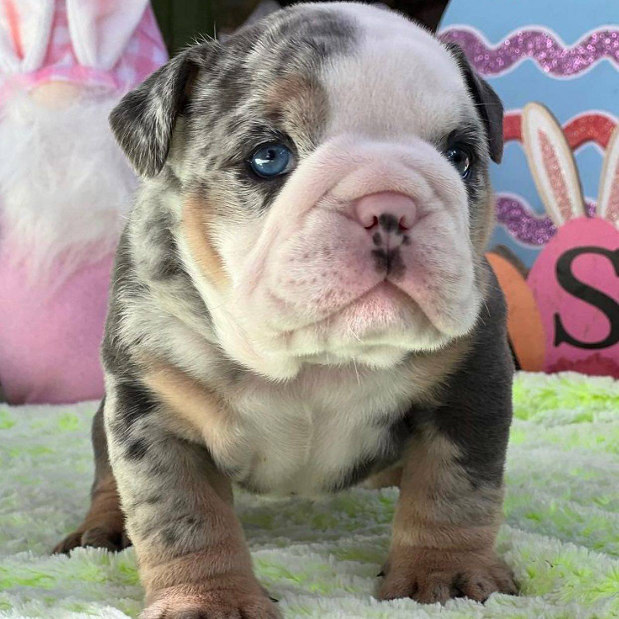 Gorgeous English Bulldog Puppies
