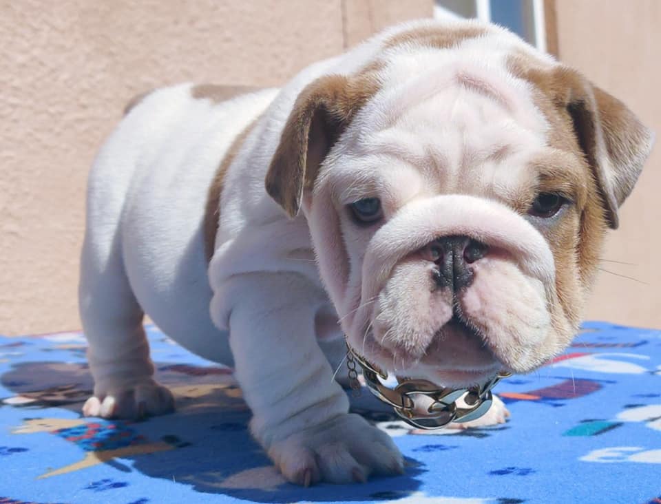 Gorgeous English Bulldog Puppies