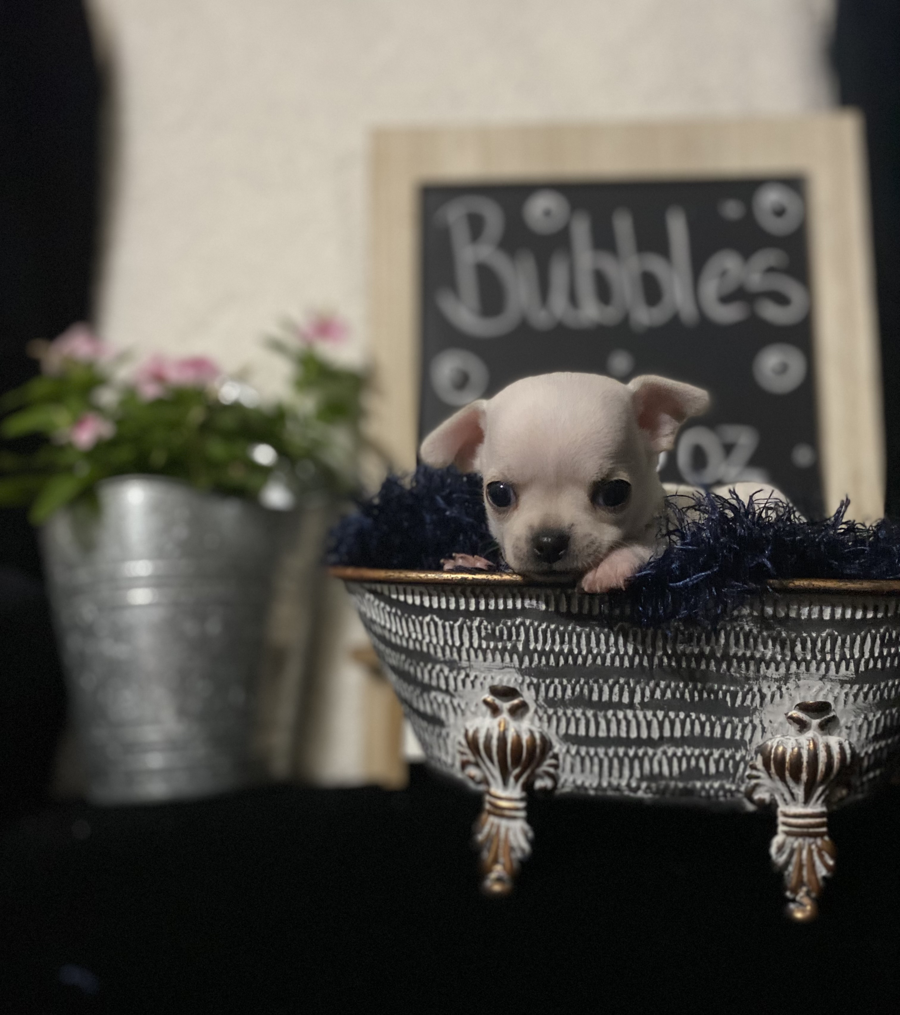 AKC Chihuahua Puppies