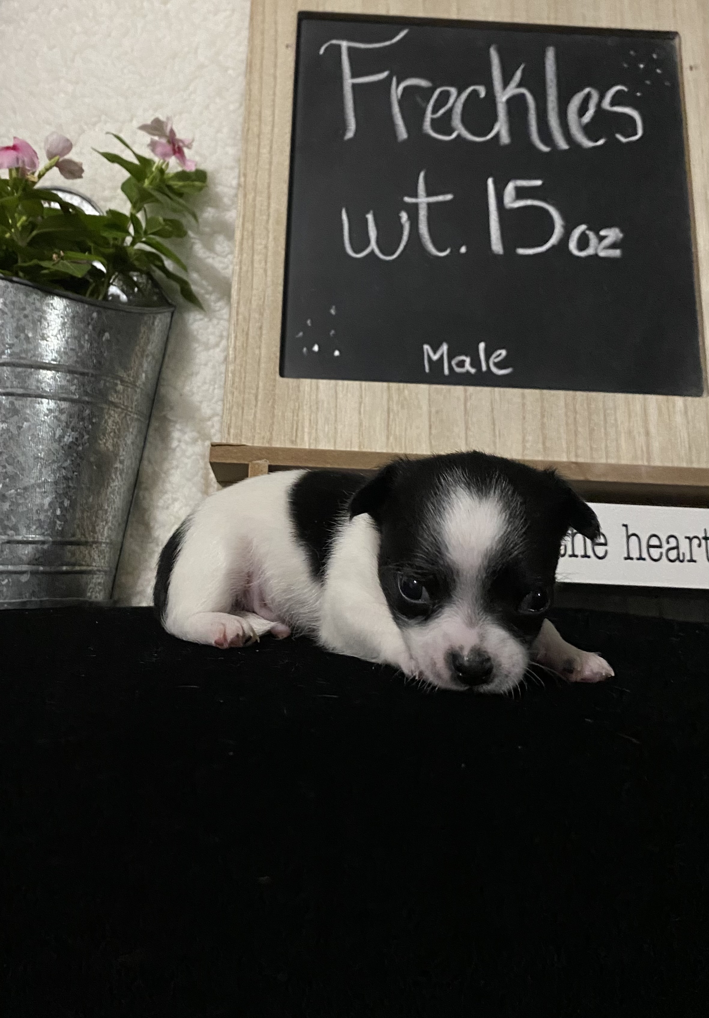AKC Chihuahua Puppies