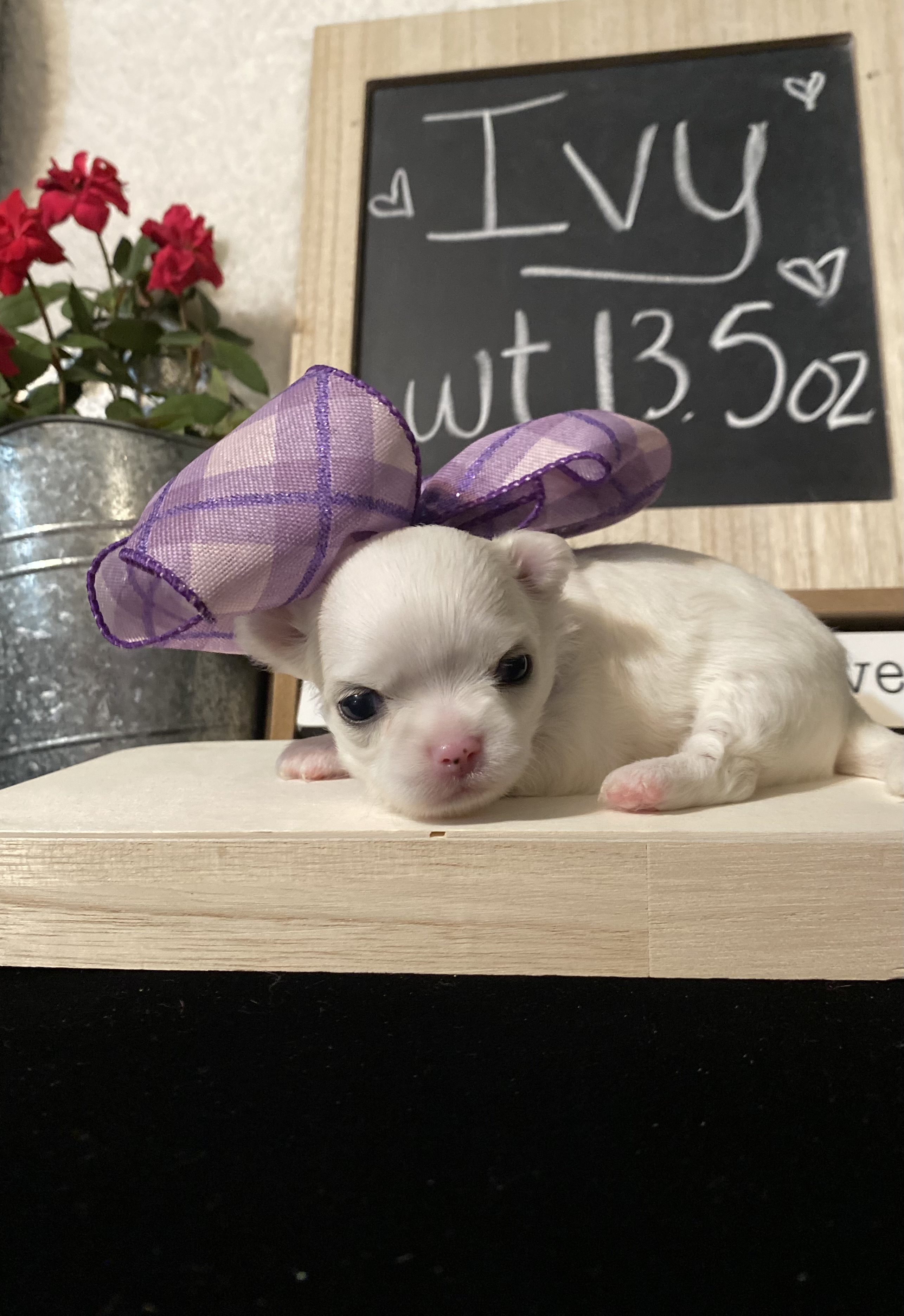 AKC Chihuahua Puppies
