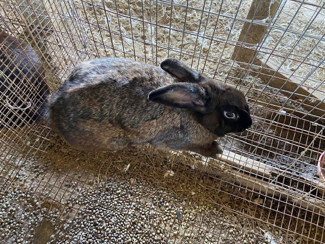 Rabbits for sale