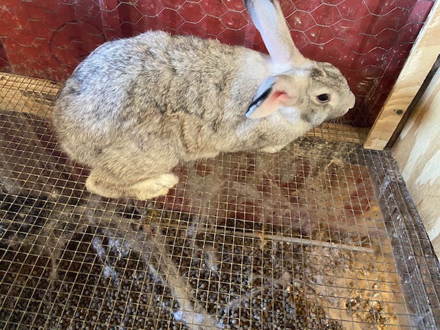 Rabbits for sale