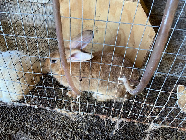 Rabbits for sale