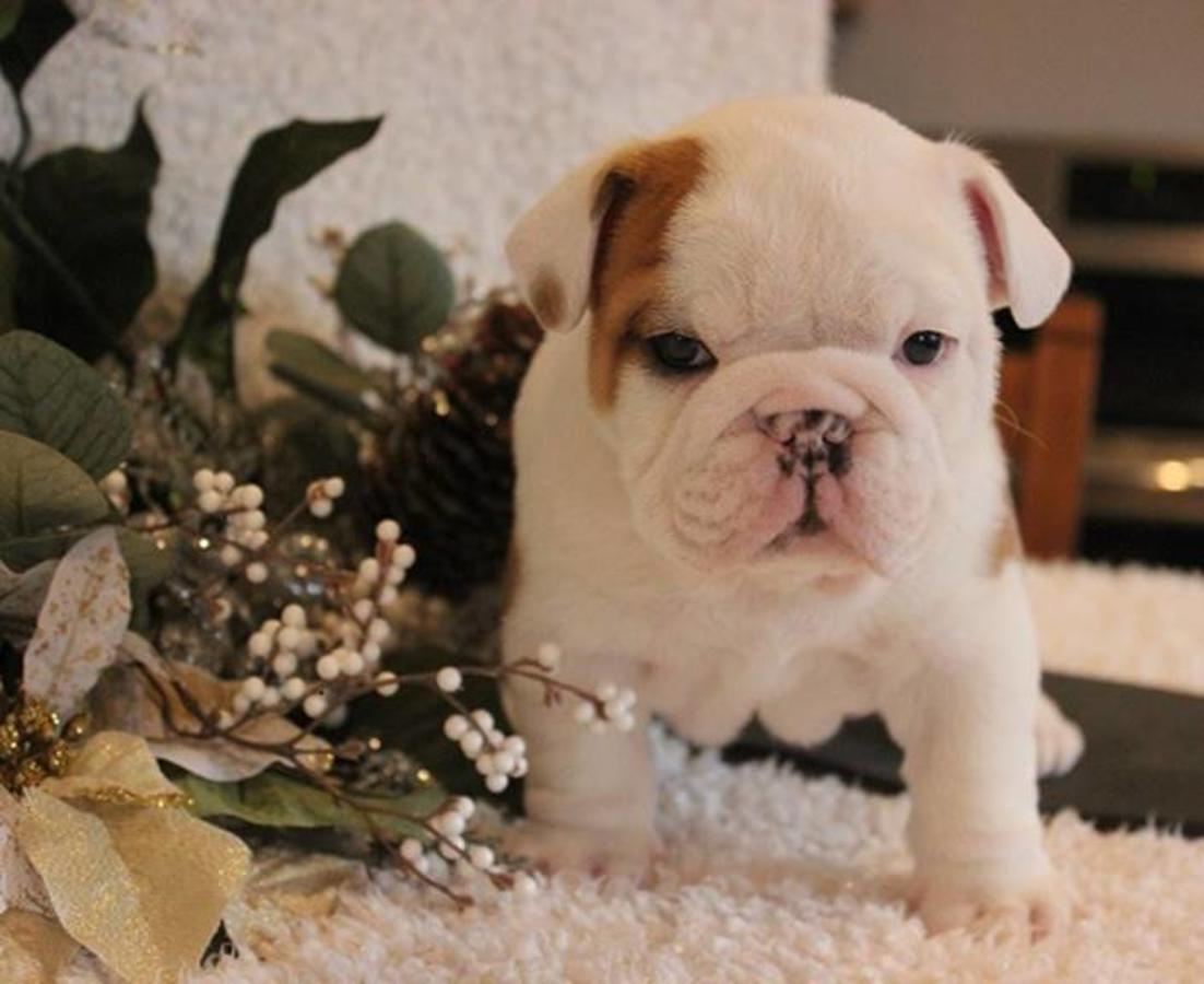 Gorgeous English Bulldog Puppies