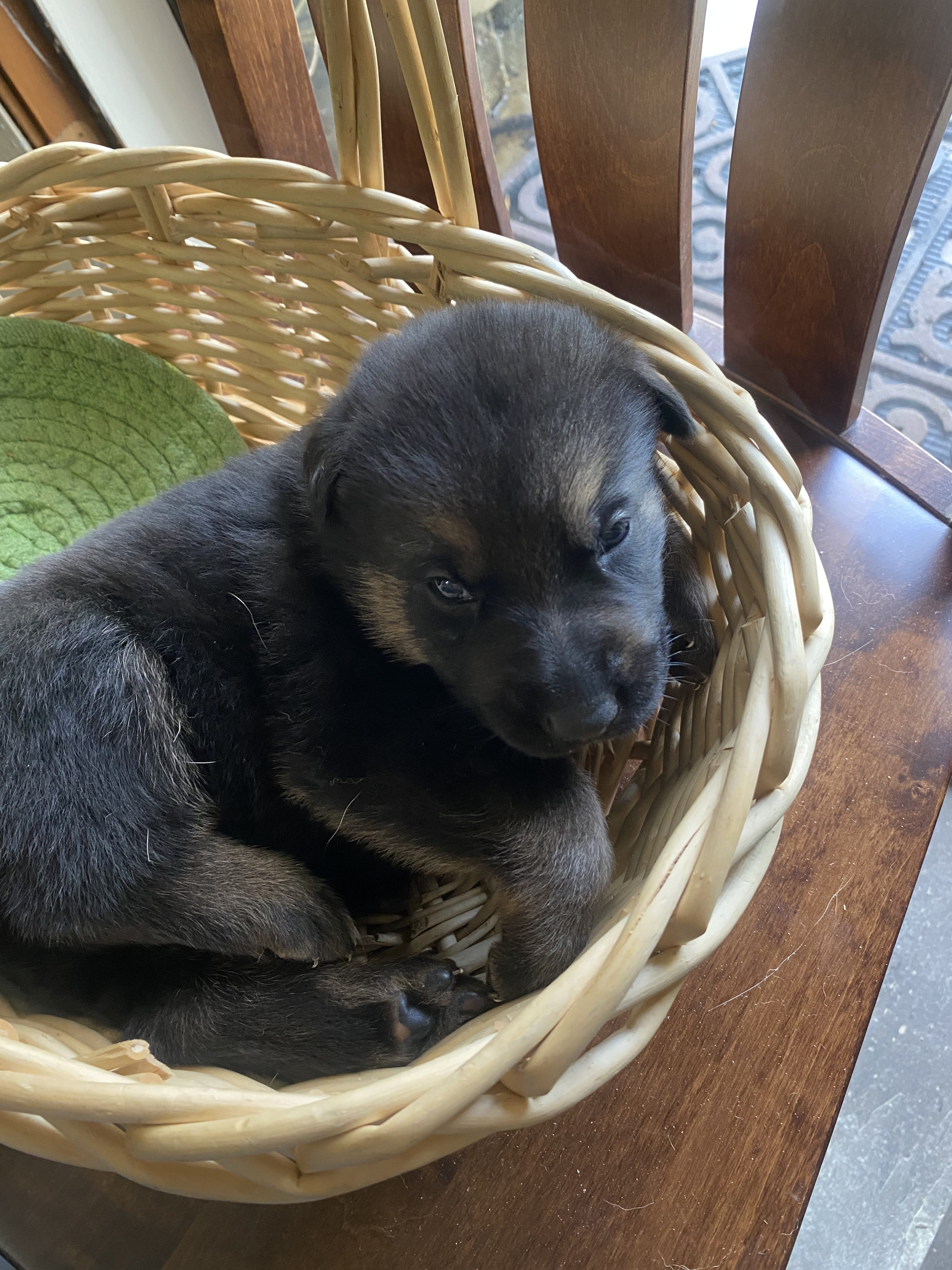 Registered, Purebred German Shepherd Puppies for Sale