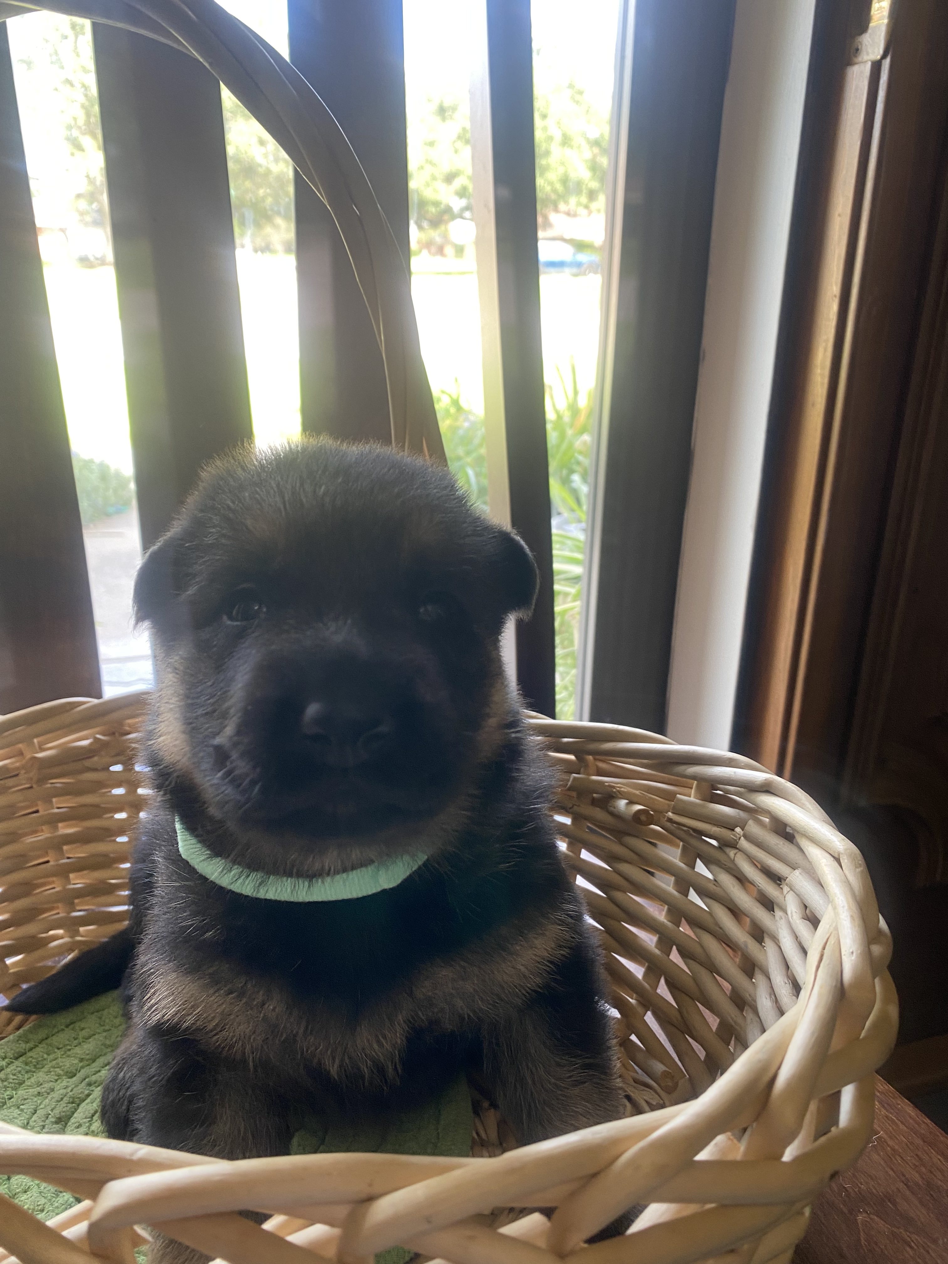 Registered, Purebred German Shepherd Puppies for Sale