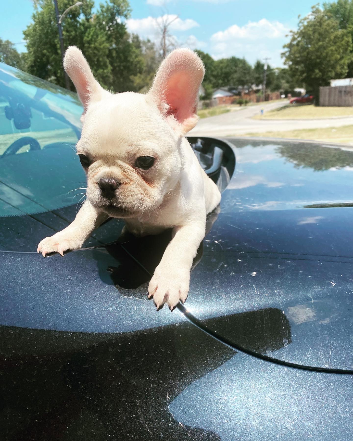 Male Frenchie 10 weeks old  puppy