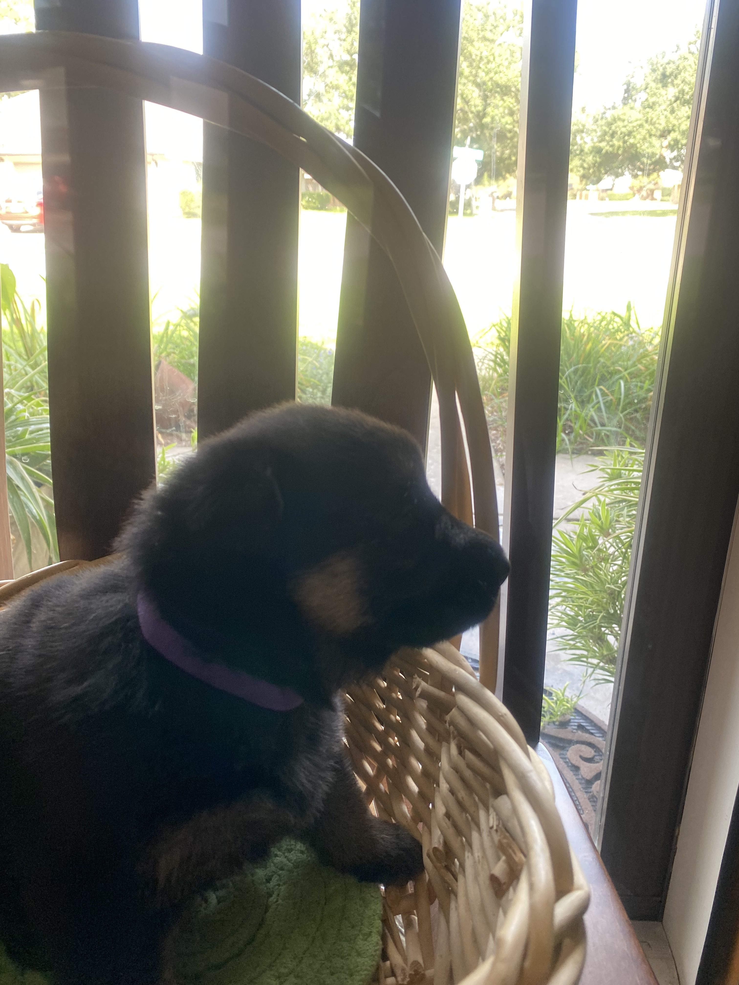 Registered, Purebred German Shepherd Puppies for Sale