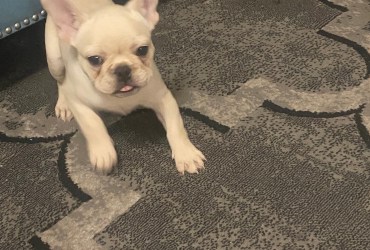 Male Frenchie 10 weeks old  puppy
