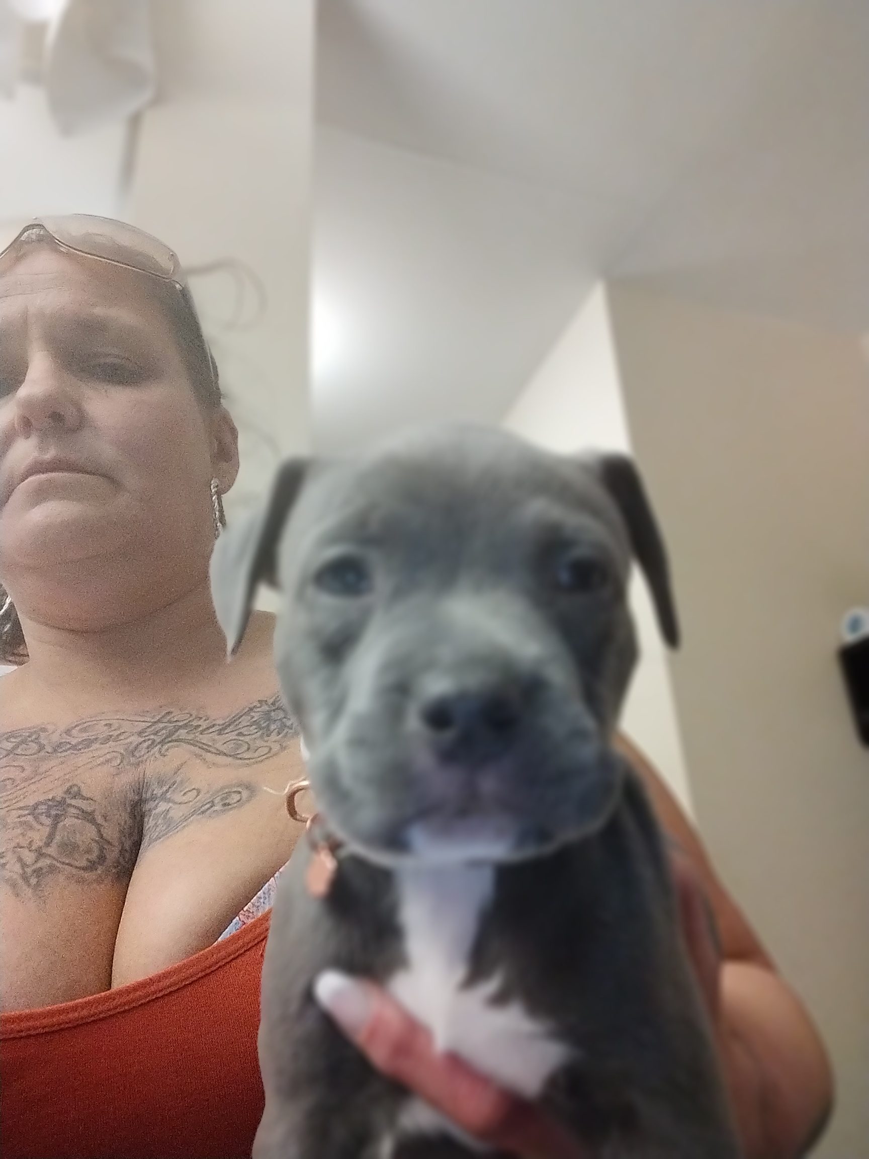 Registered pitbull puppies