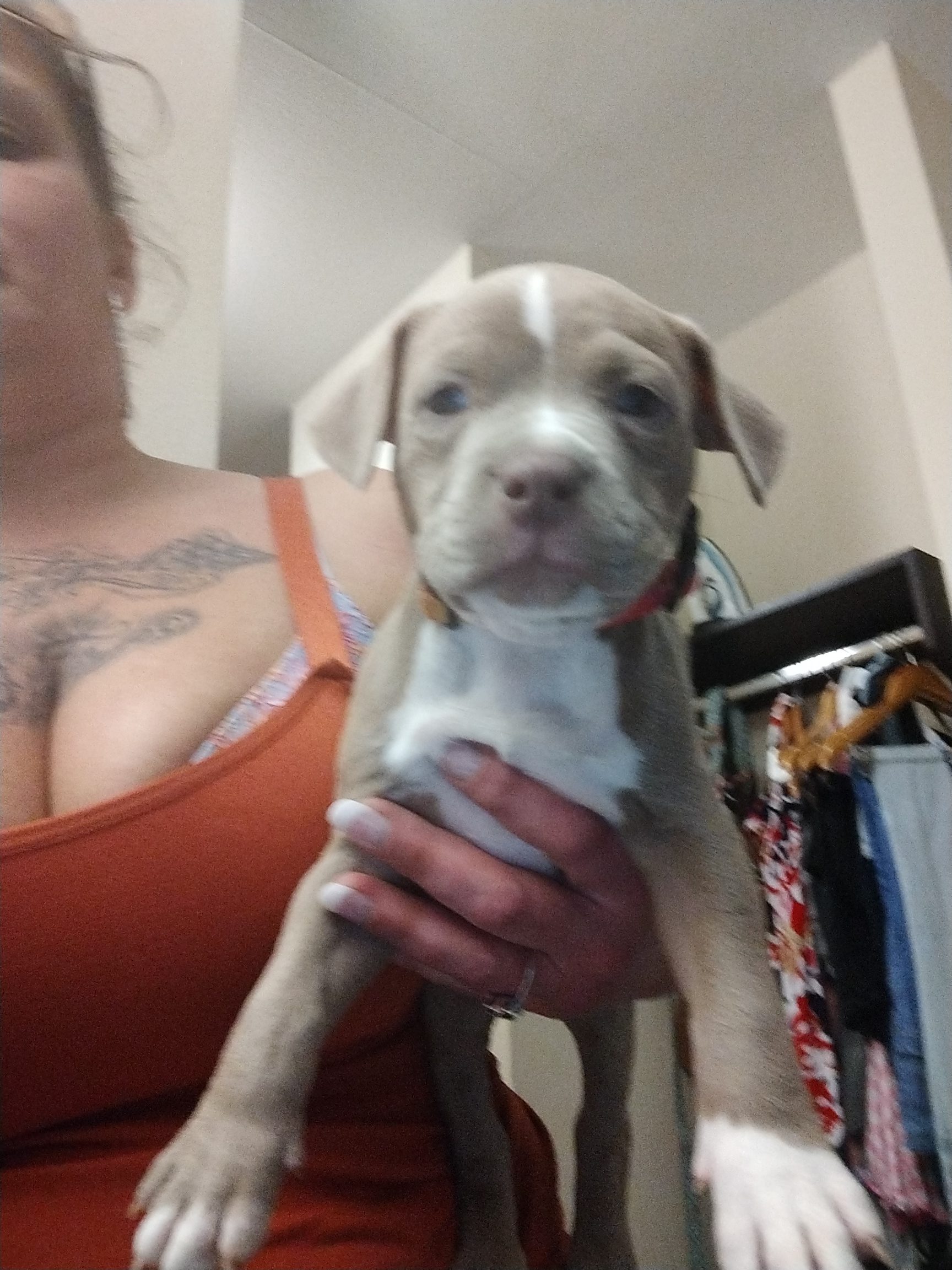 Registered pitbull puppies