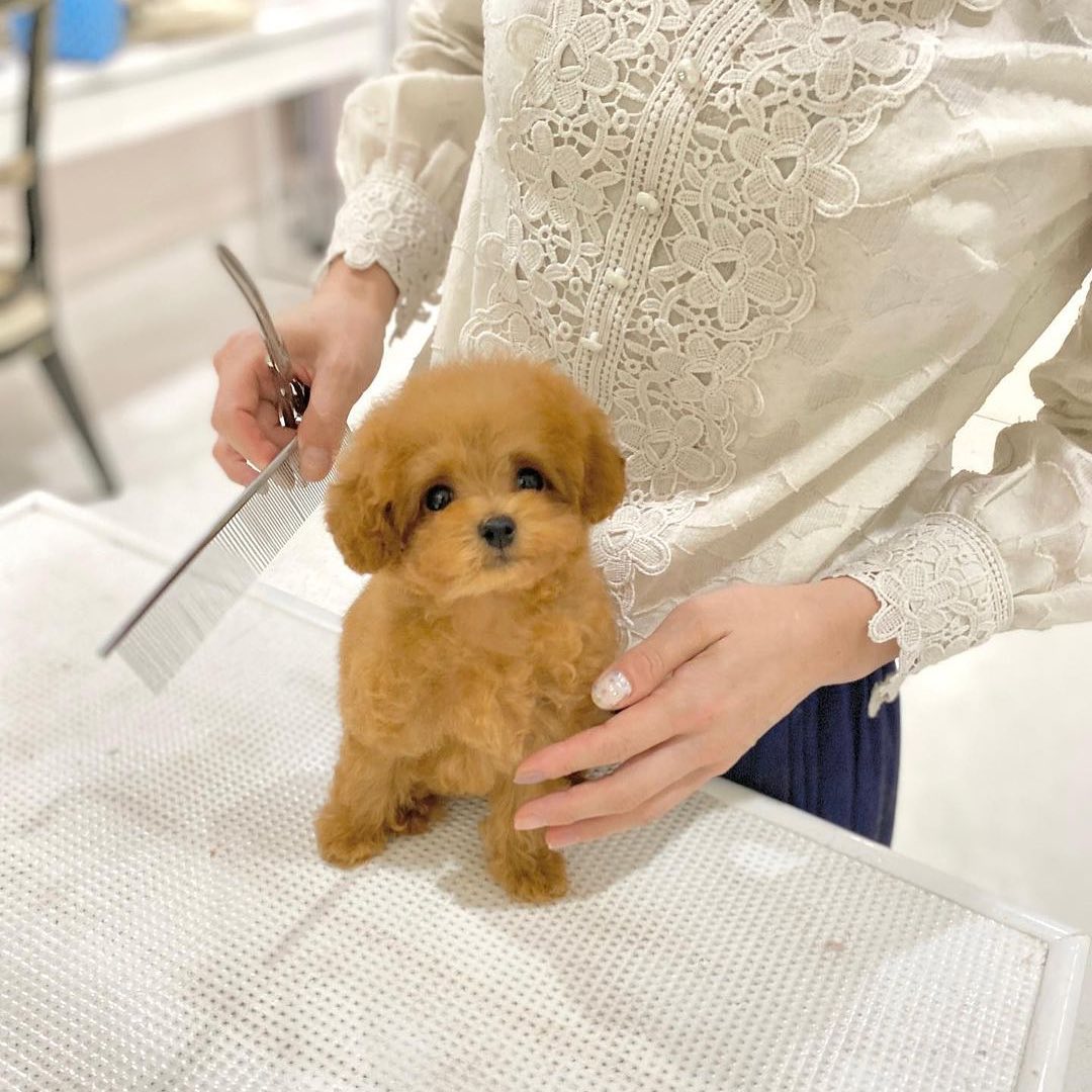 Gorgeous Teacup Poodle Puppies For Adoption