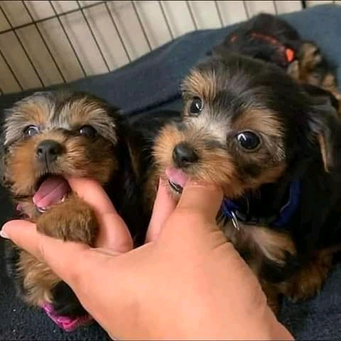 Puppies