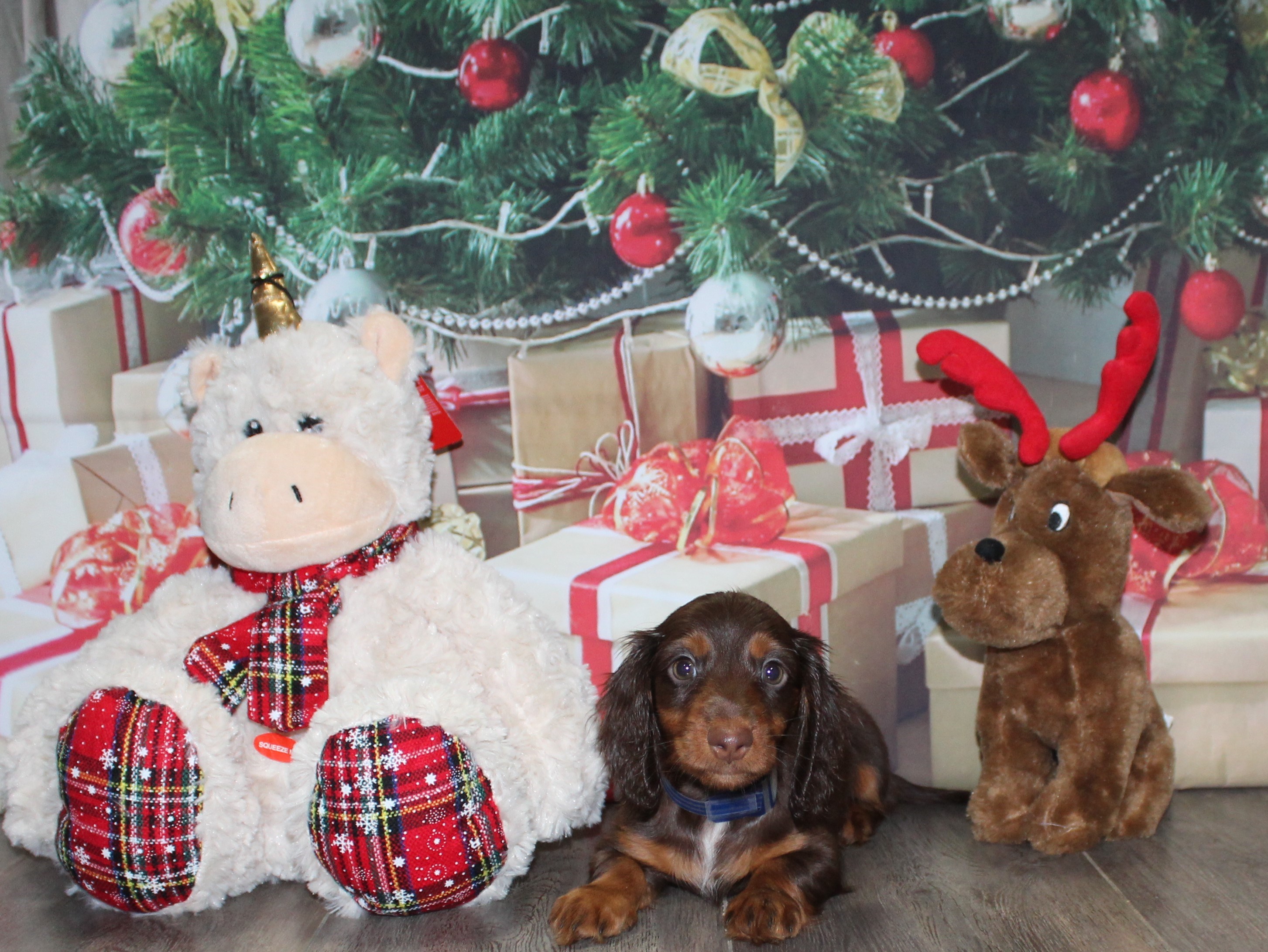 Private: AKC Mini Dachshund