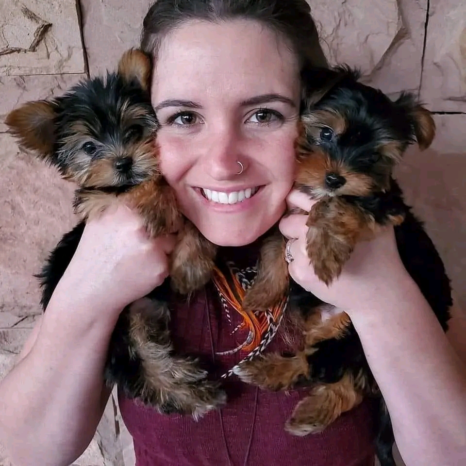Yorkies puppies