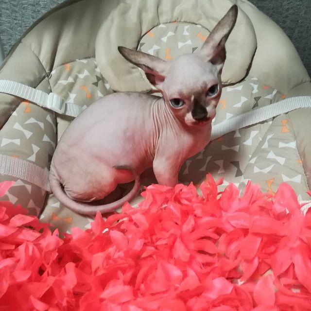 Sphynx Kittens For Sale