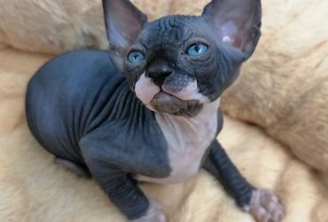 Sphynx Kittens For Sale