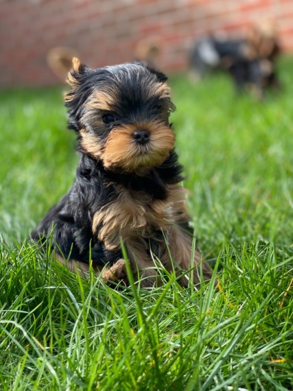 Cute 10 Weeks Old Yorkie Puppies