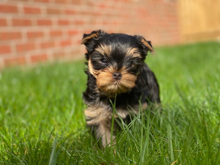 Cute 10 Weeks Old Yorkie Puppies
