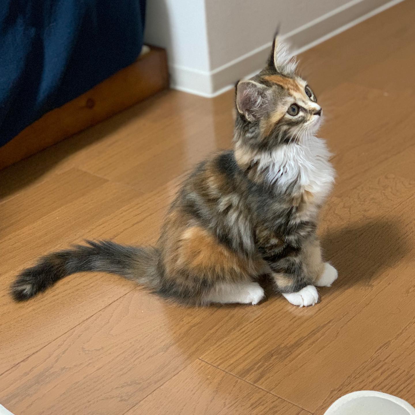 Beautiful Maine Coon Kittens for adoption