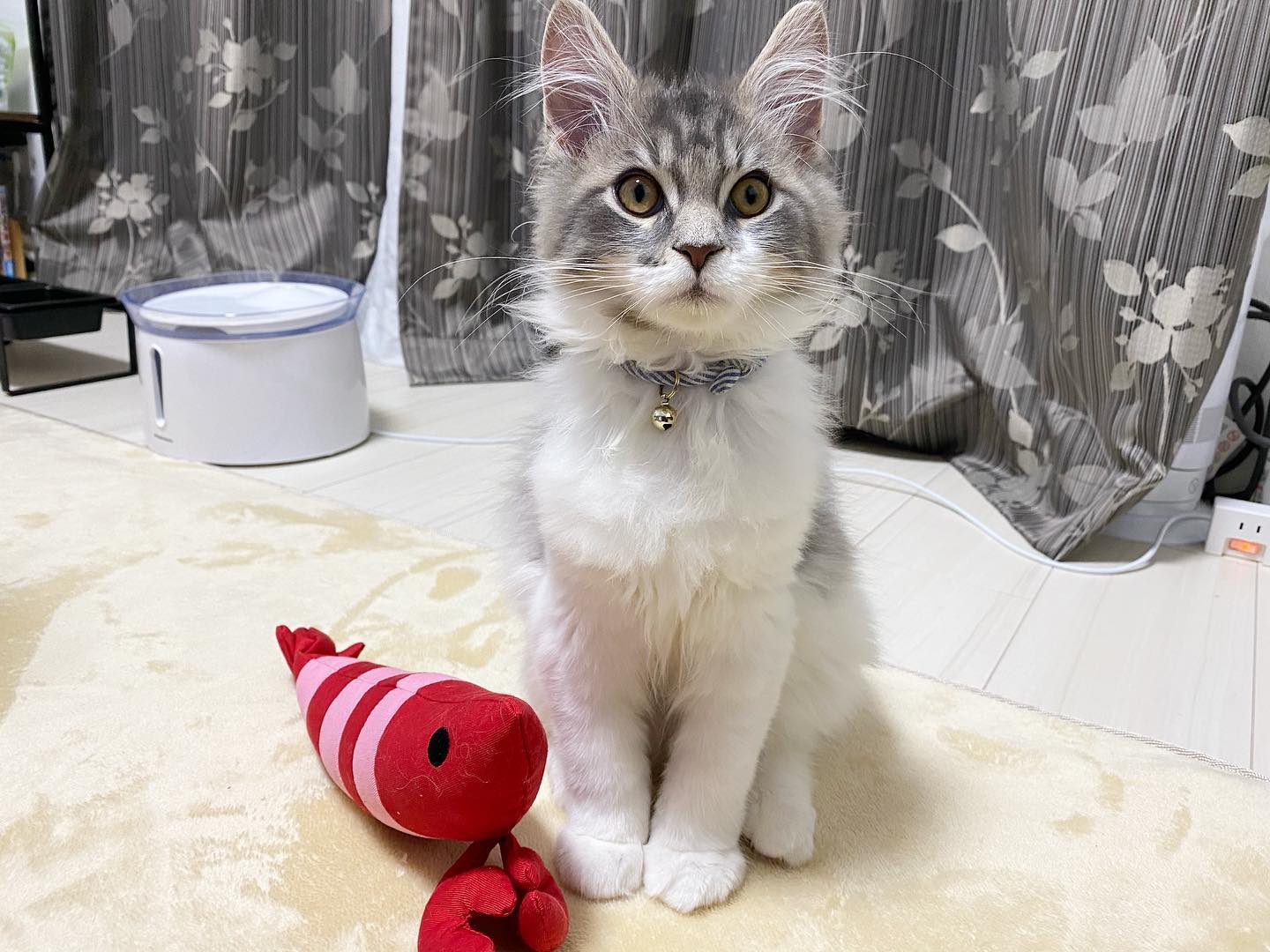 Beautiful Maine Coon Kittens for adoption