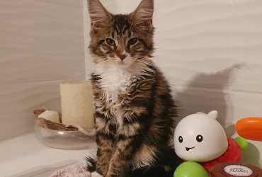 Beautiful Maine Coon Kittens for adoption