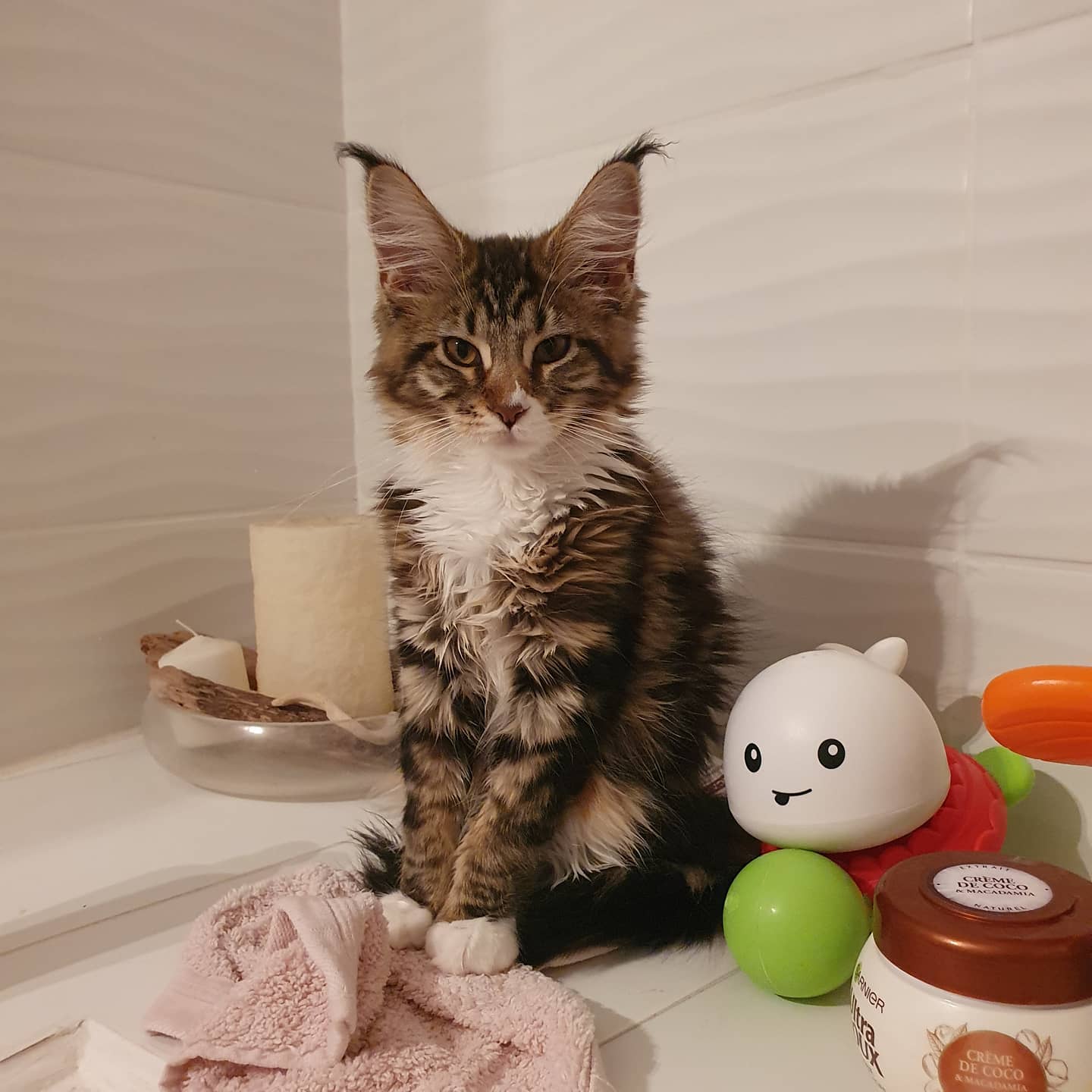 Beautiful Maine Coon Kittens for adoption