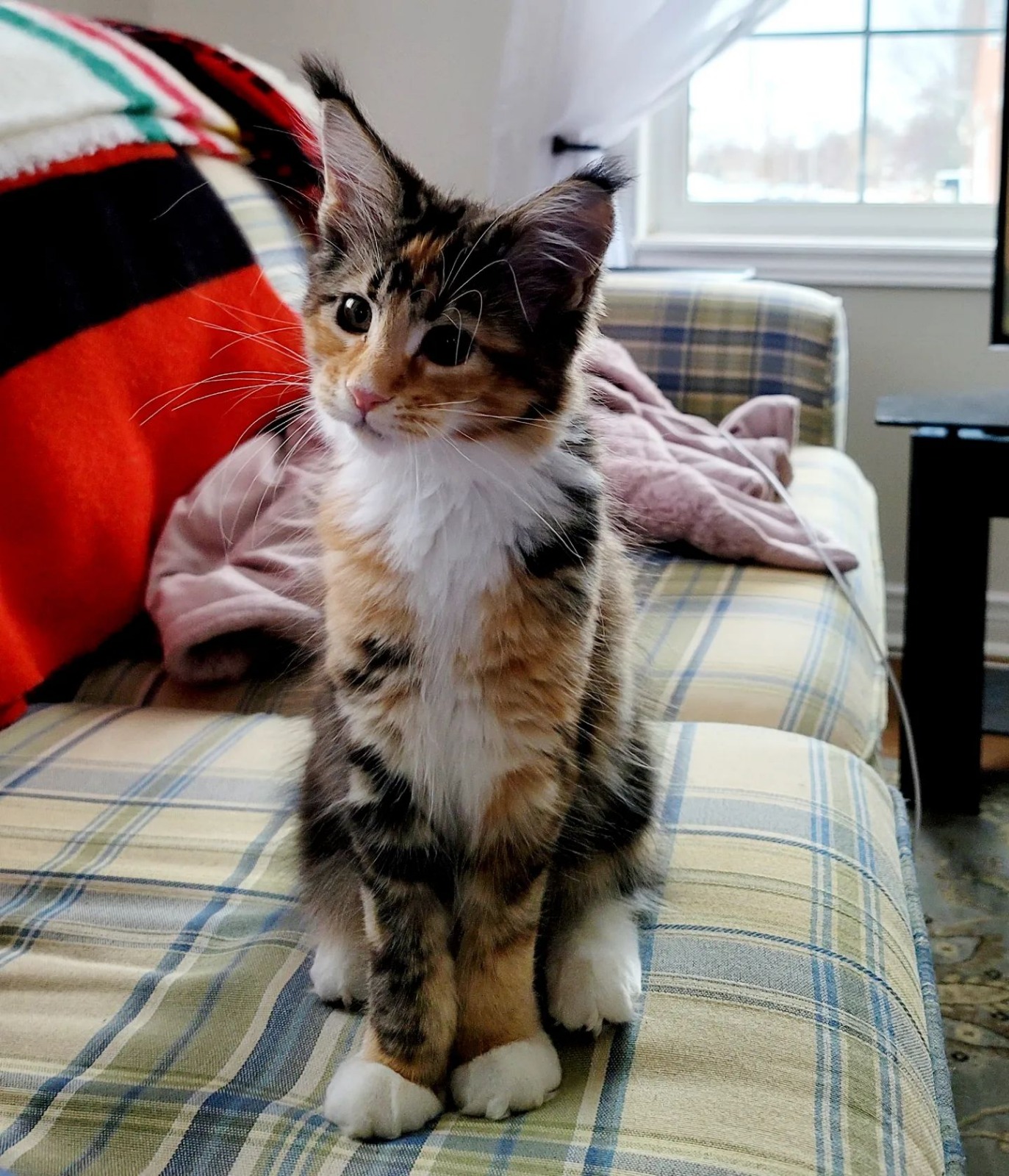 Beautiful Maine Coon Kittens for adoption