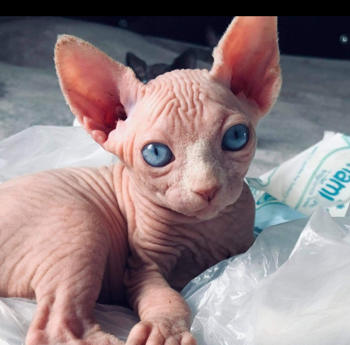 Hairless Sphynx Cats