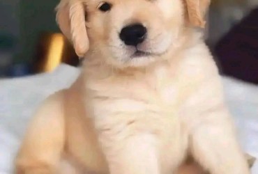 Golden Retriever Puppies