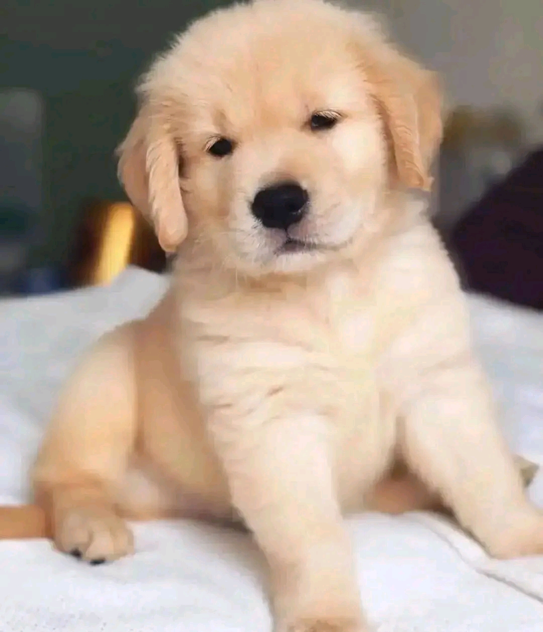 Golden Retriever Puppies
