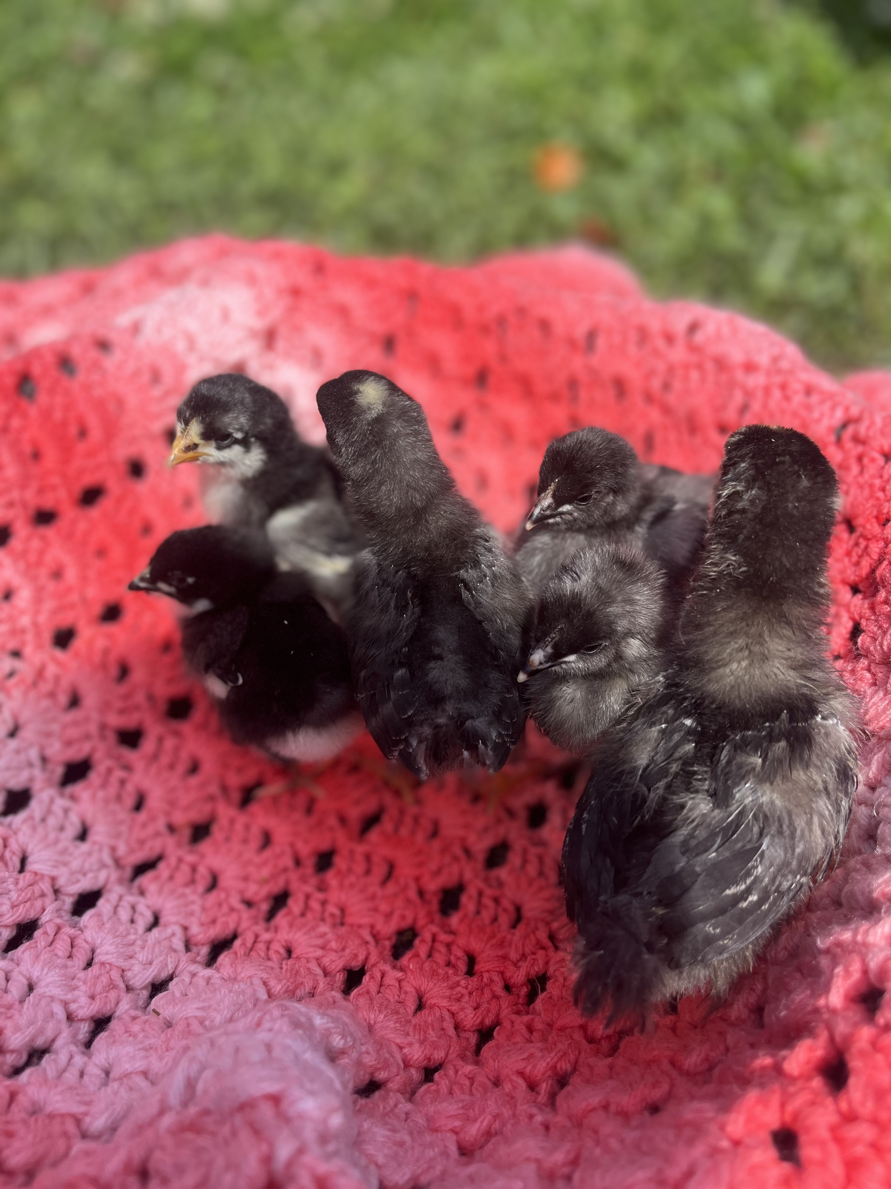 Chicks
