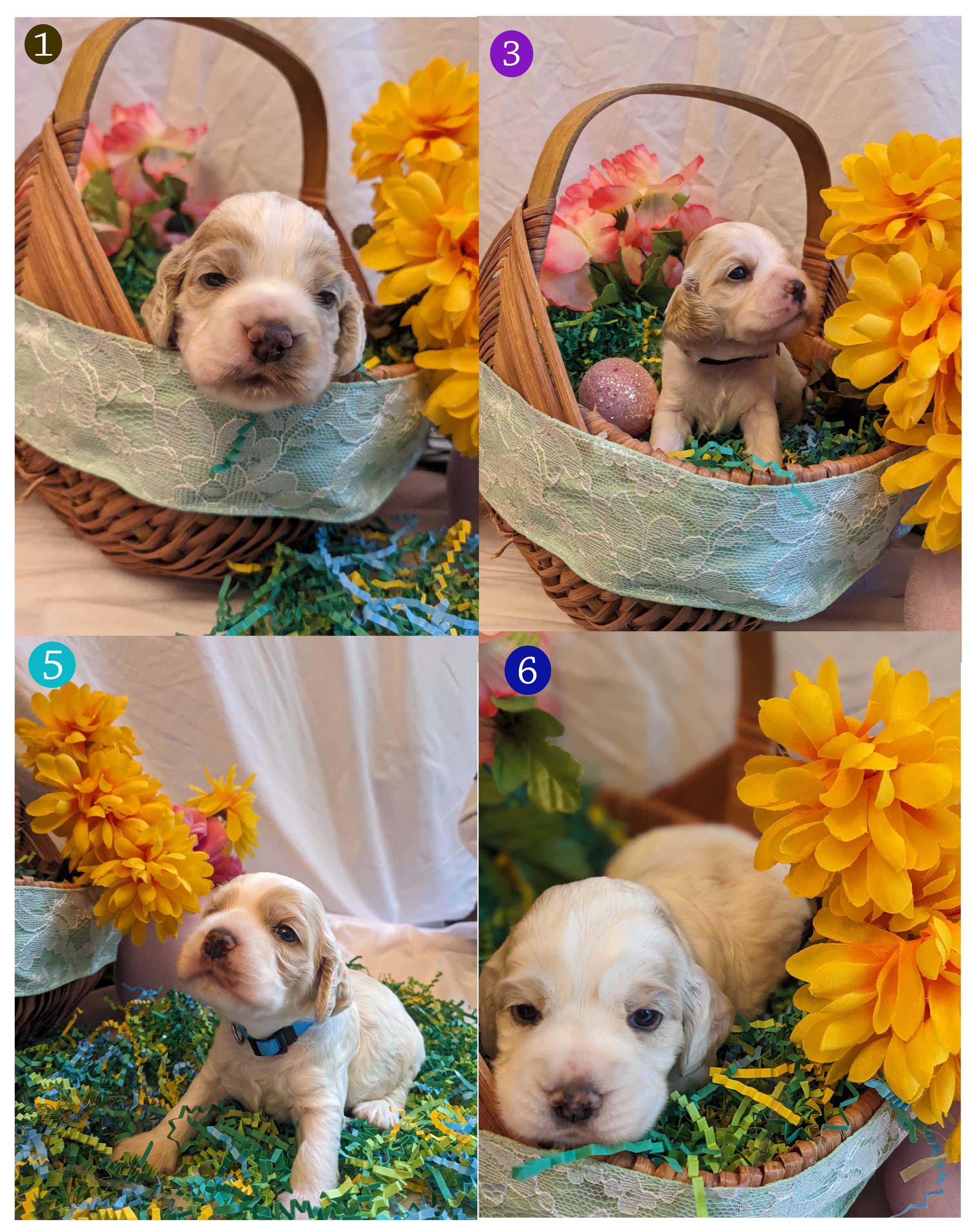 COCKER SPANIEL PUPPIES FOR SALE !!!