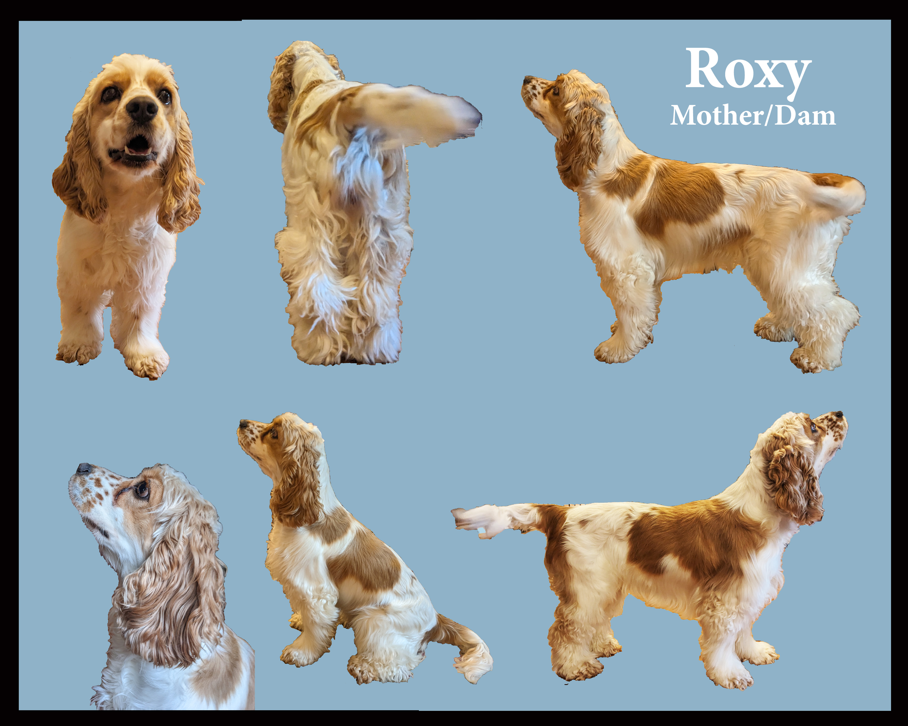 COCKER SPANIEL PUPPIES FOR SALE !!!