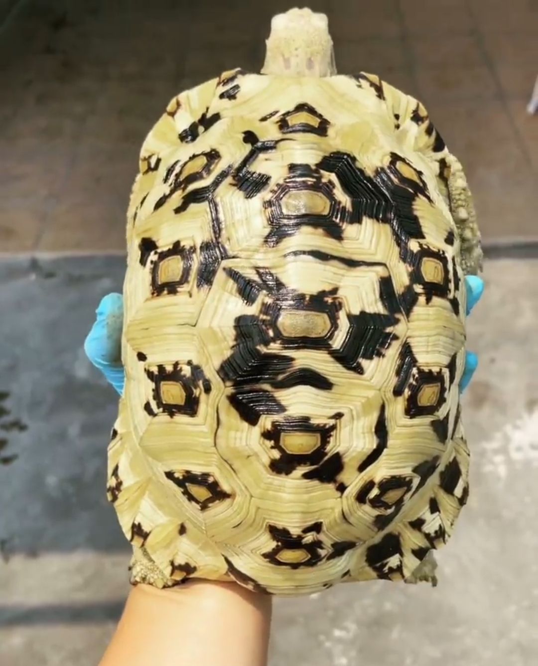 Tortoise