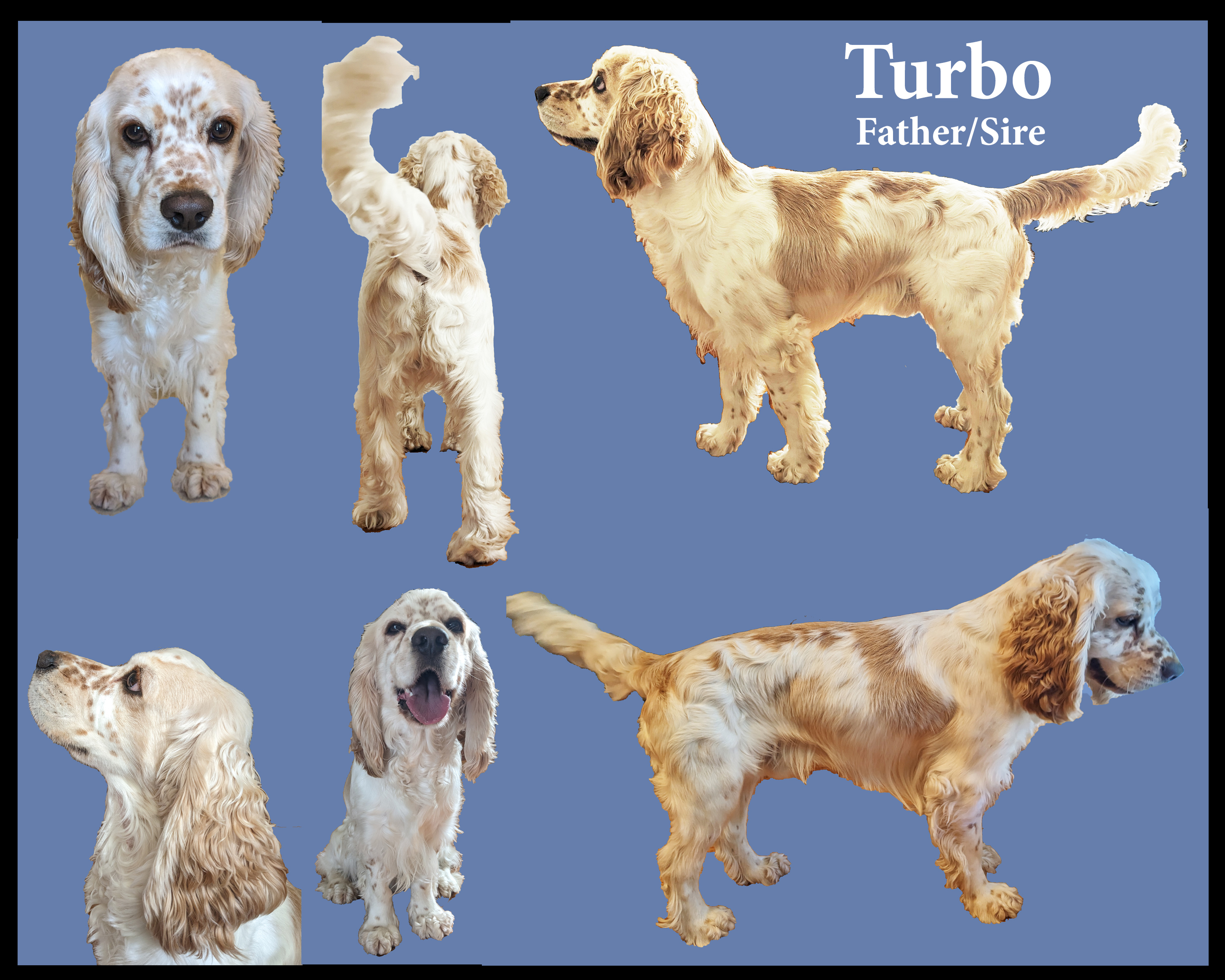 COCKER SPANIEL PUPPIES FOR SALE !!!