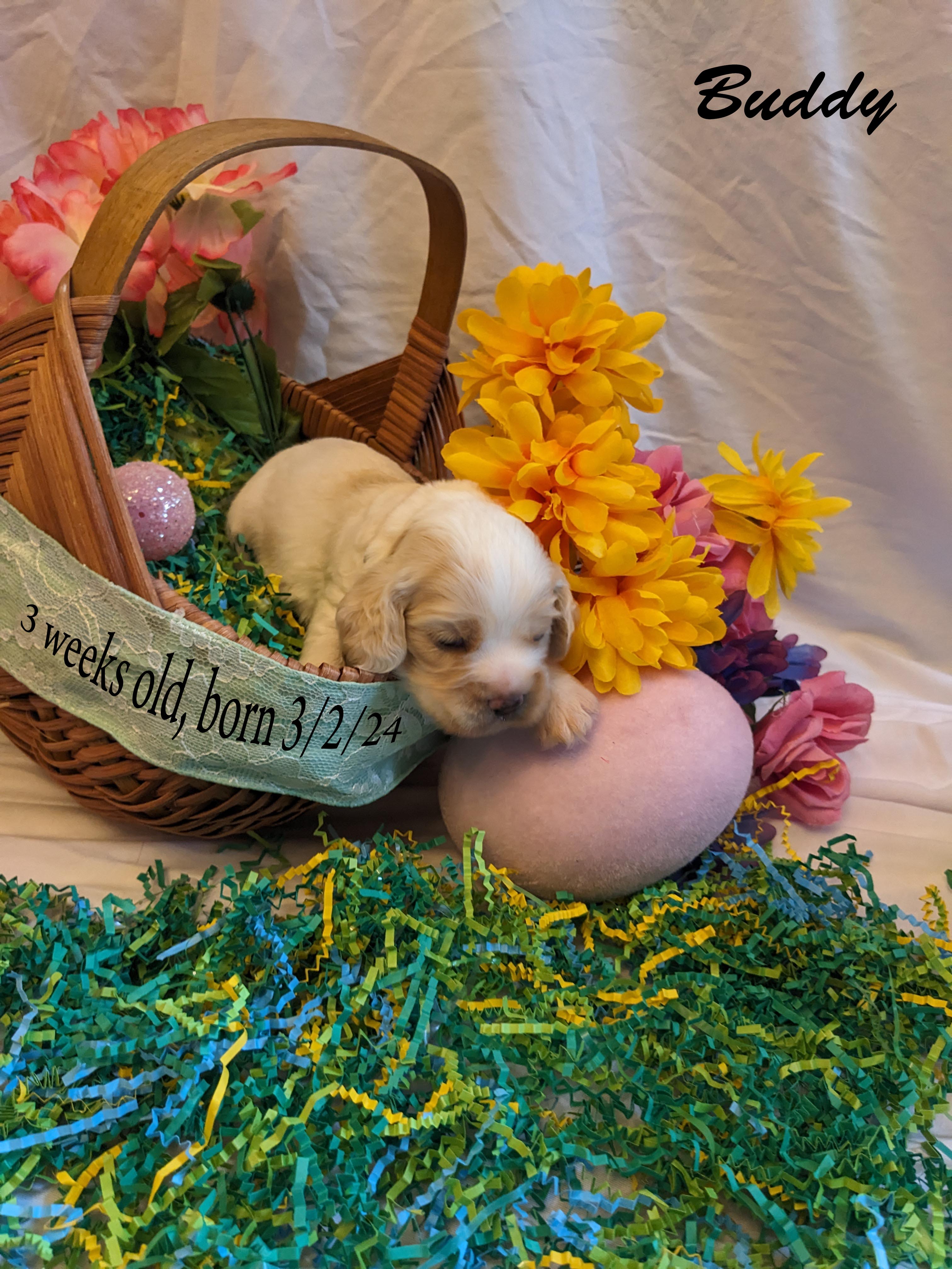 COCKER SPANIEL PUPPIES FOR SALE !!!
